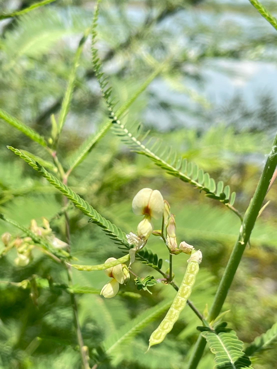โสนหางไก่