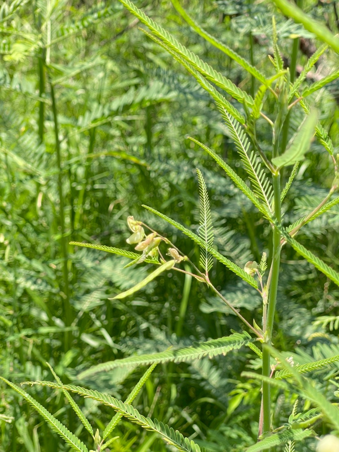 โสนหางไก่