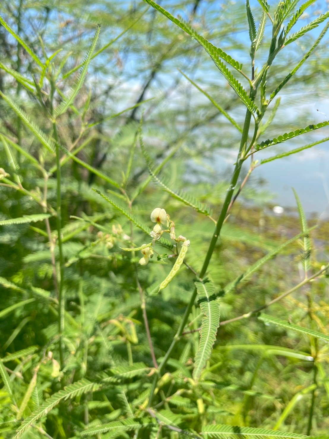 โสนหางไก่