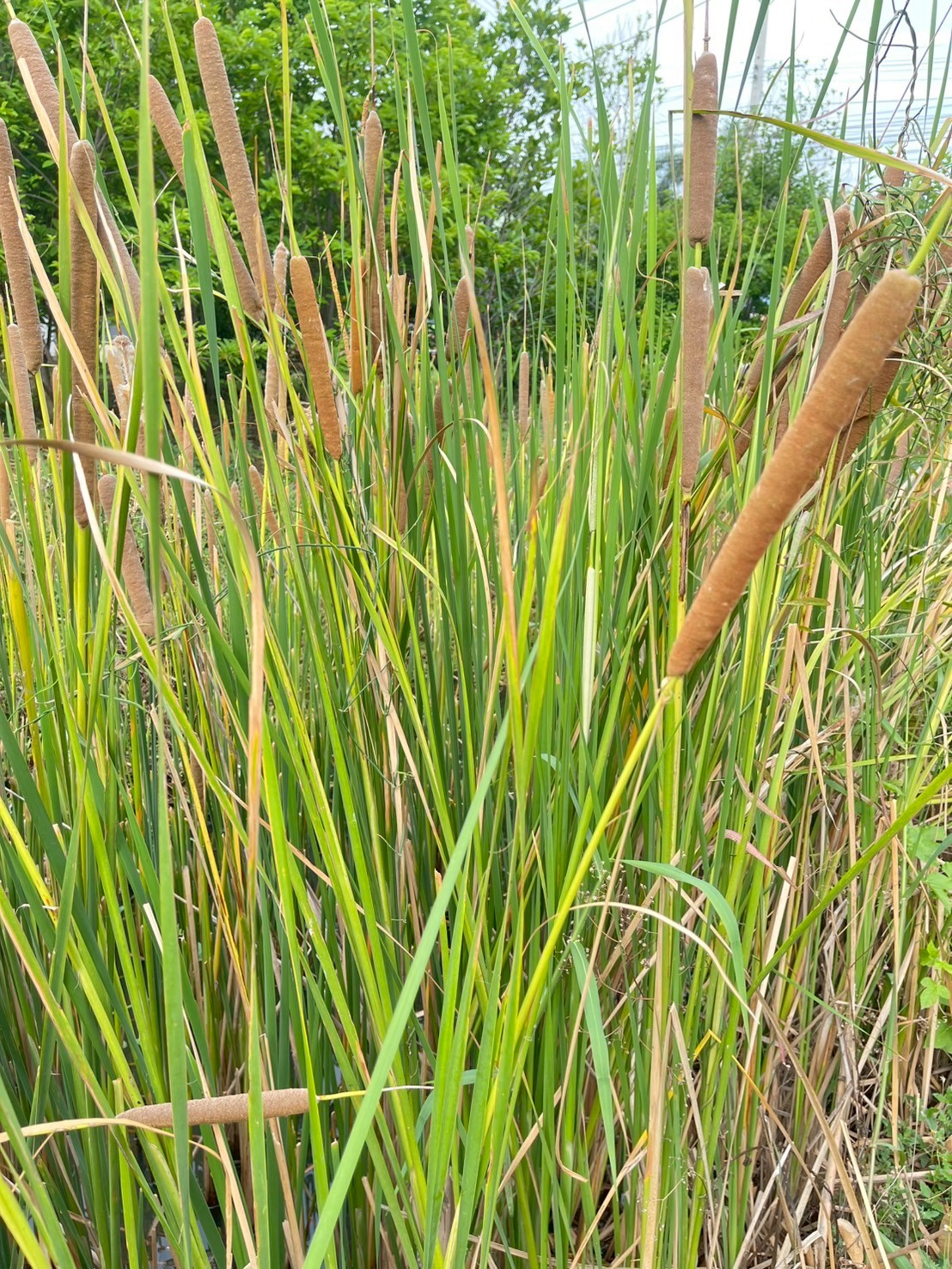 ธูปฤาษี