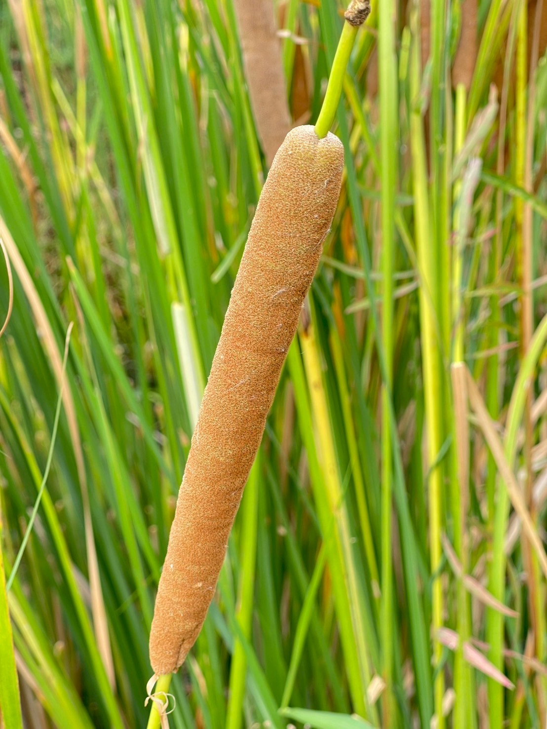 ธูปฤาษี