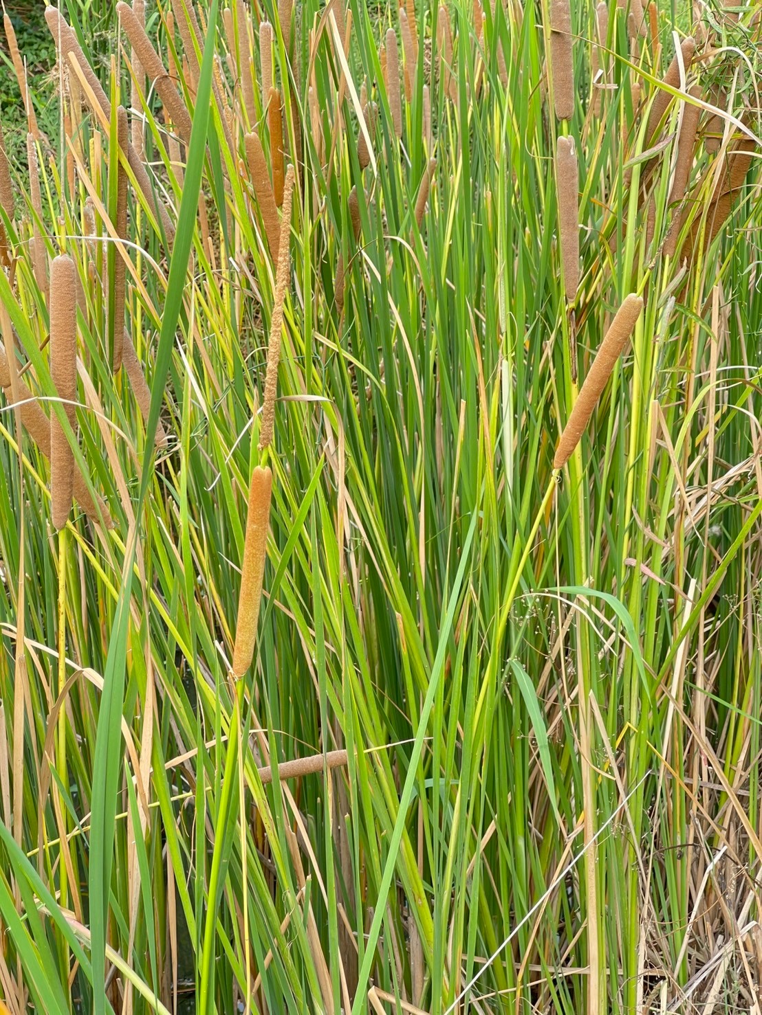 ธูปฤาษี