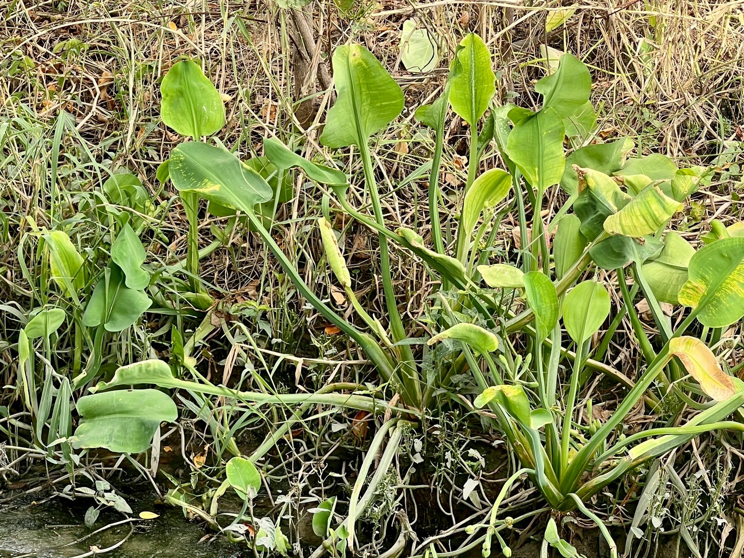 ตาลปัตรฤาษี