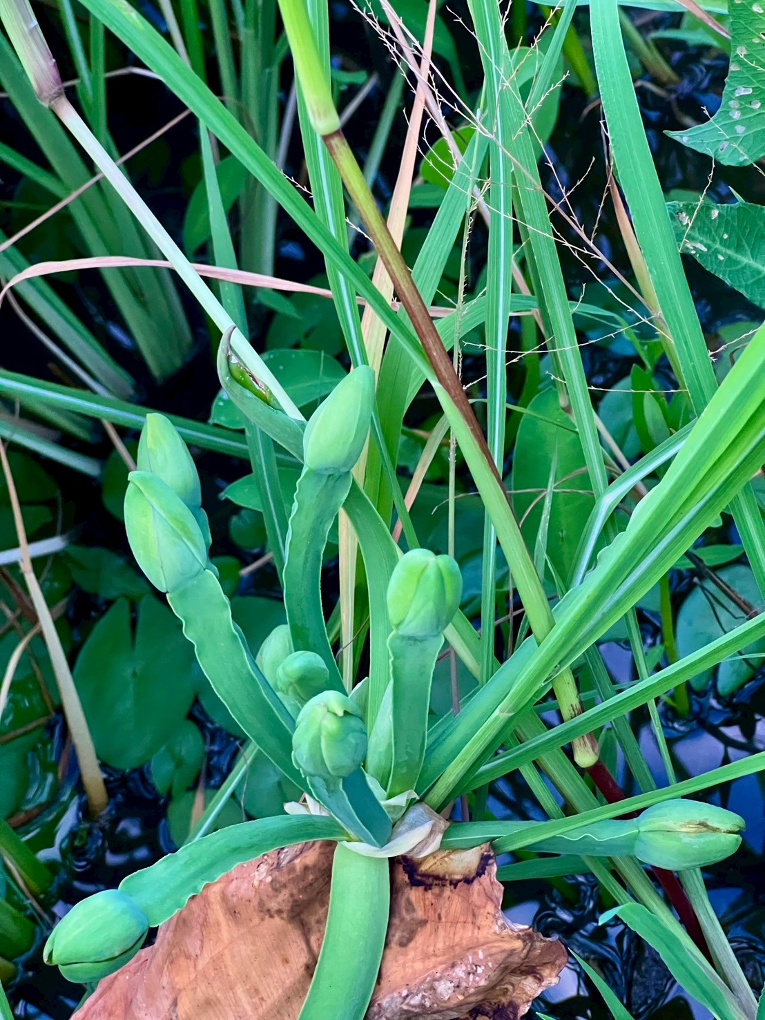 ตาลปัตรฤาษี