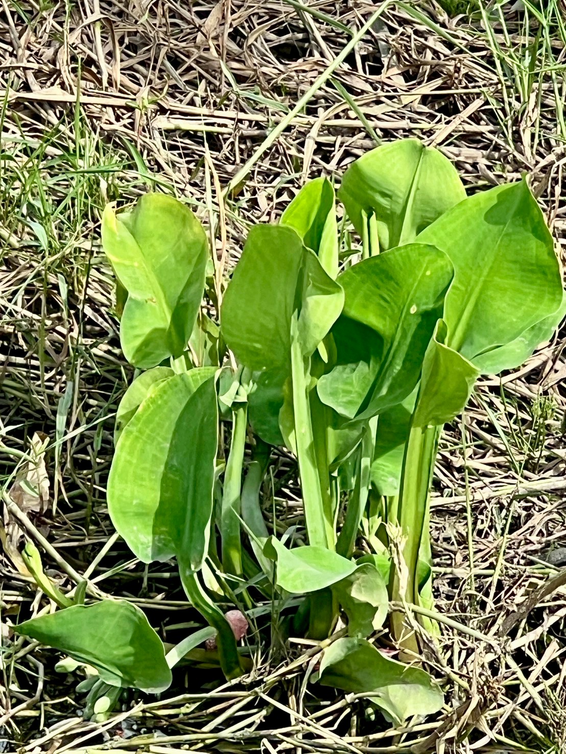 ตาลปัตรฤาษี