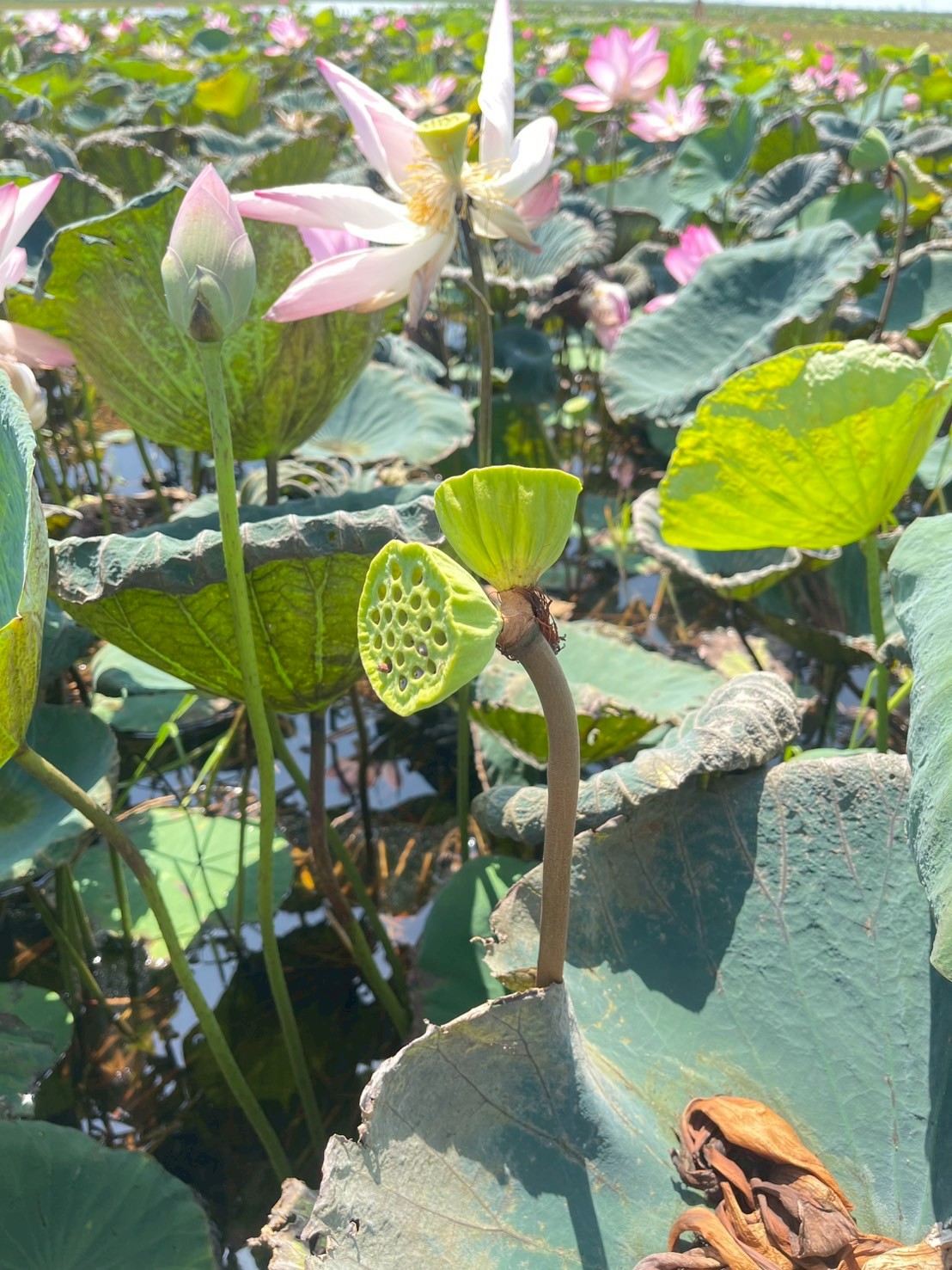 บัวหลวง