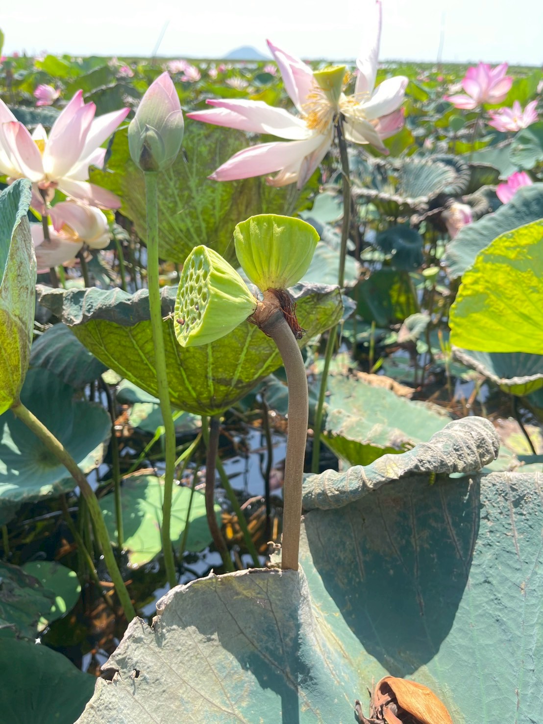 บัวหลวง