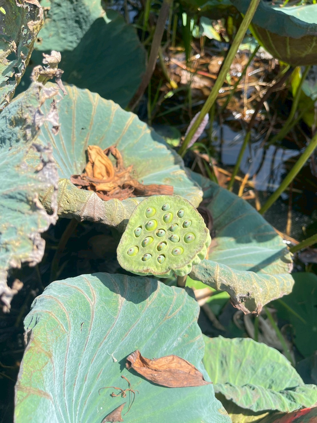 บัวหลวง