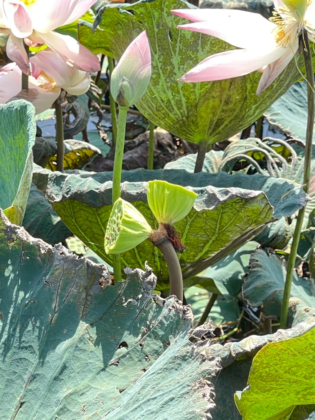 บัวหลวง