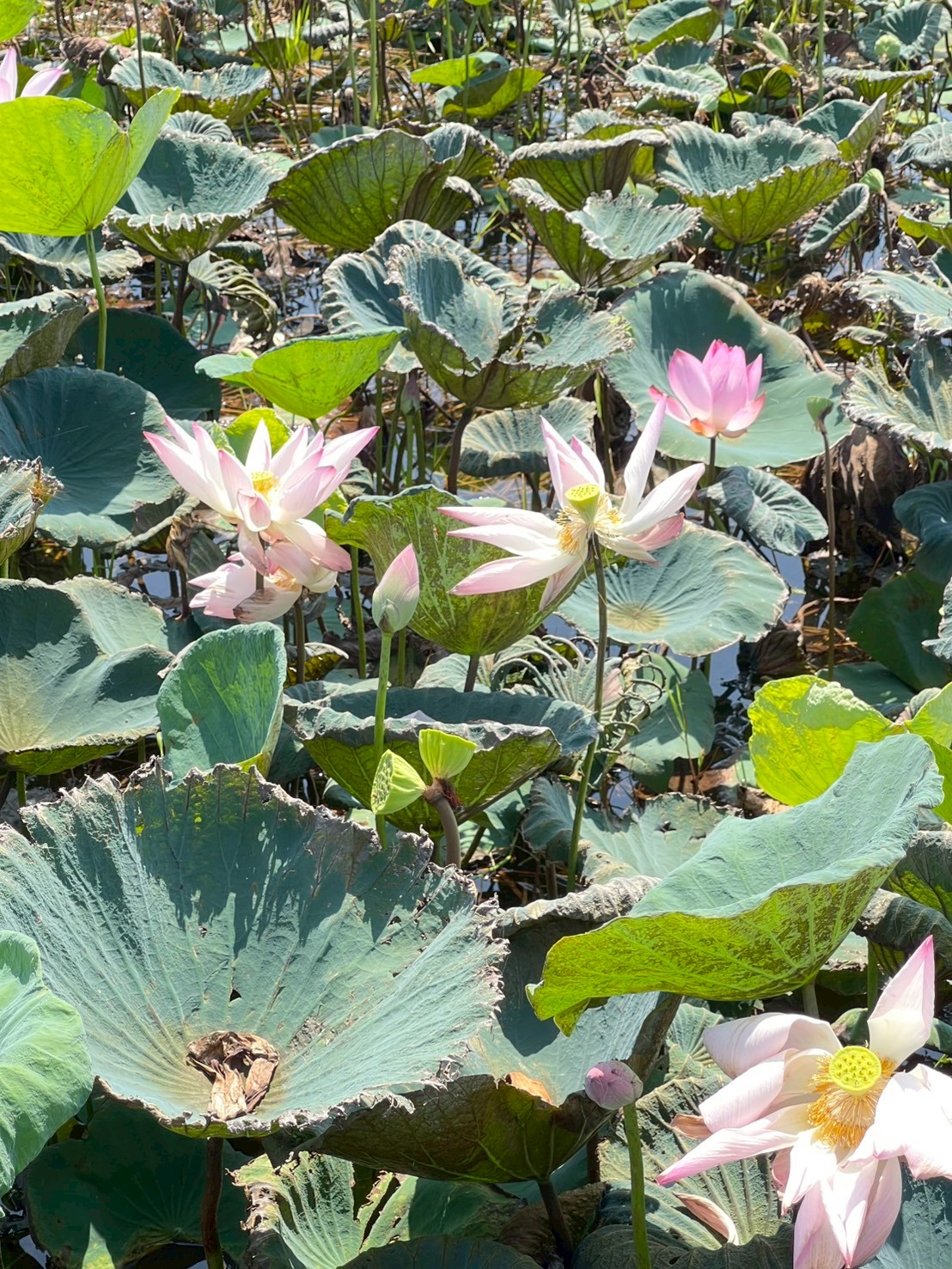 บัวหลวง