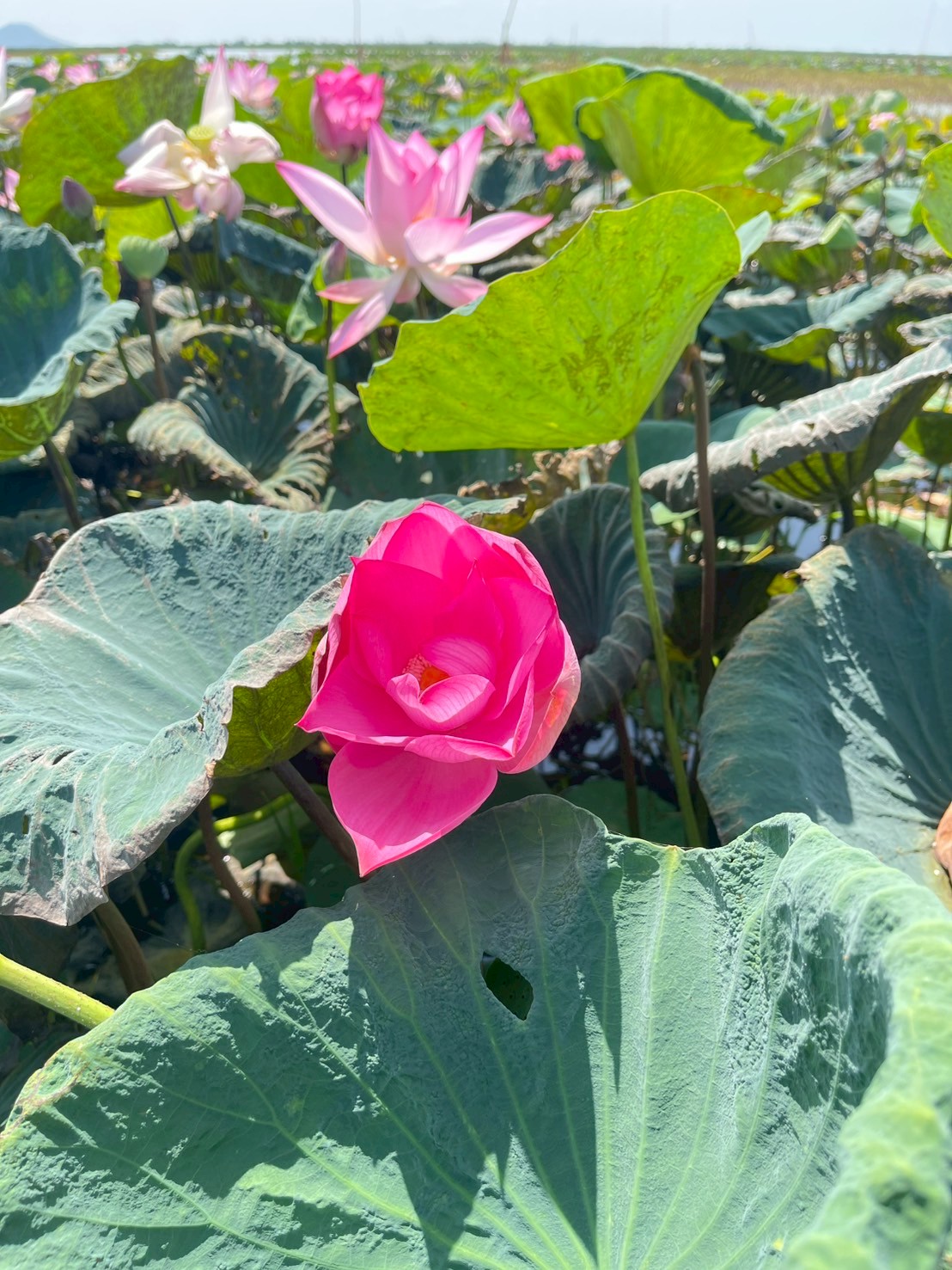 บัวหลวง