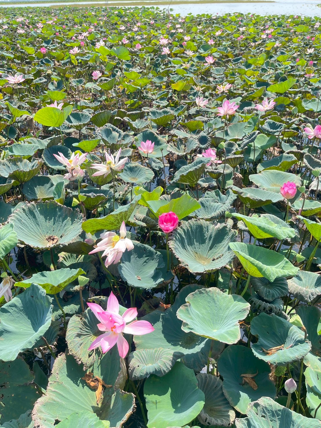 บัวหลวง