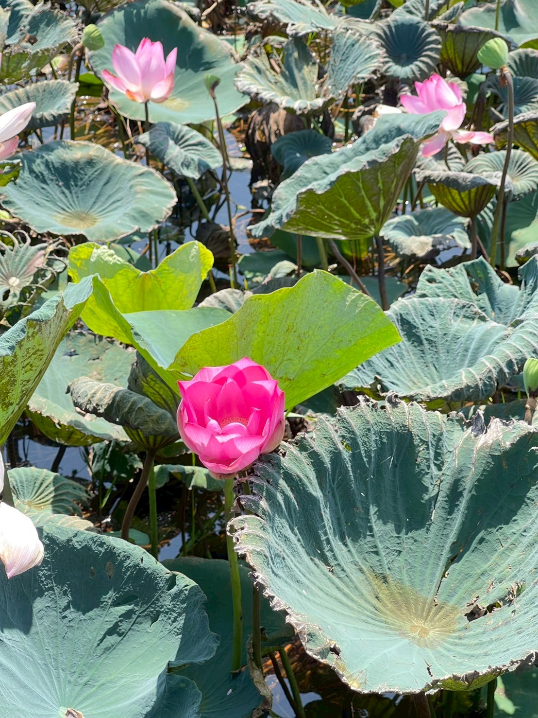 บัวหลวง