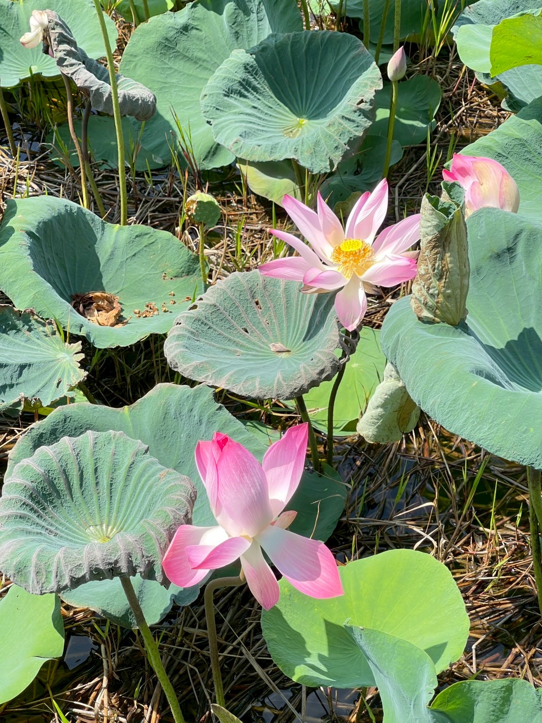 บัวหลวง