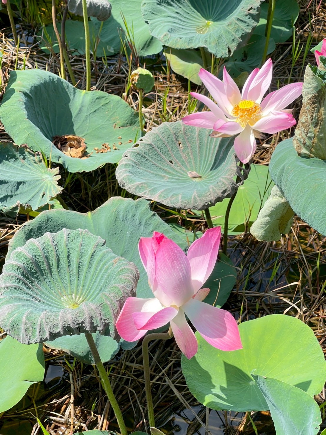 บัวหลวง