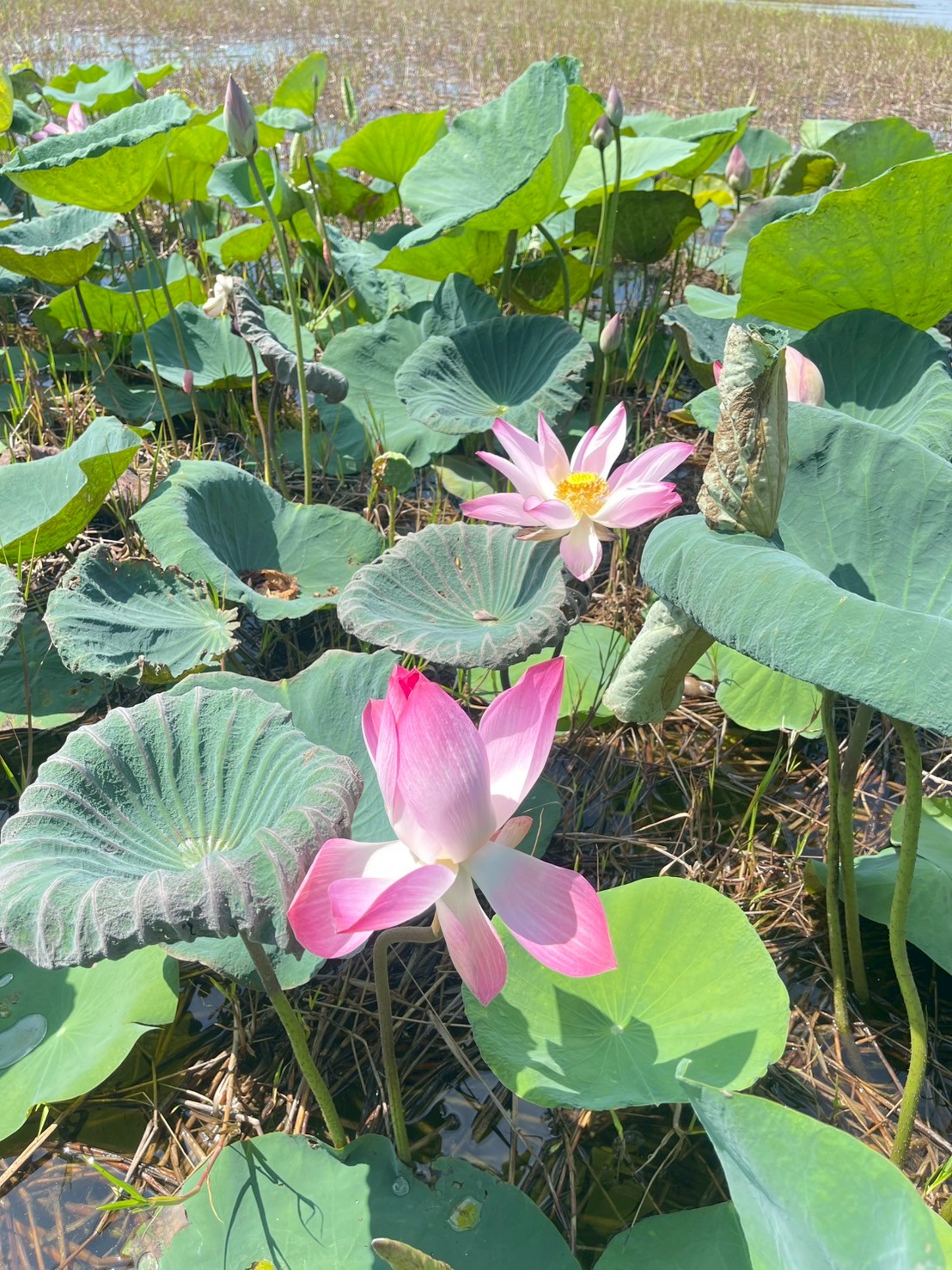 บัวหลวง