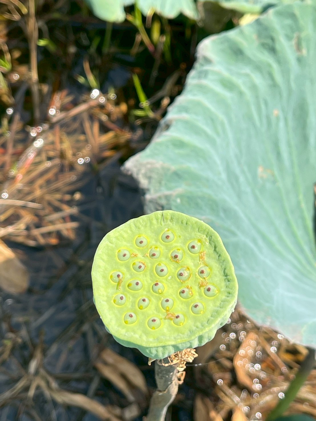 บัวหลวง
