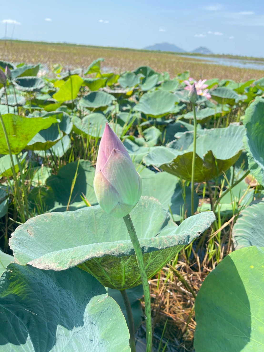 บัวหลวง