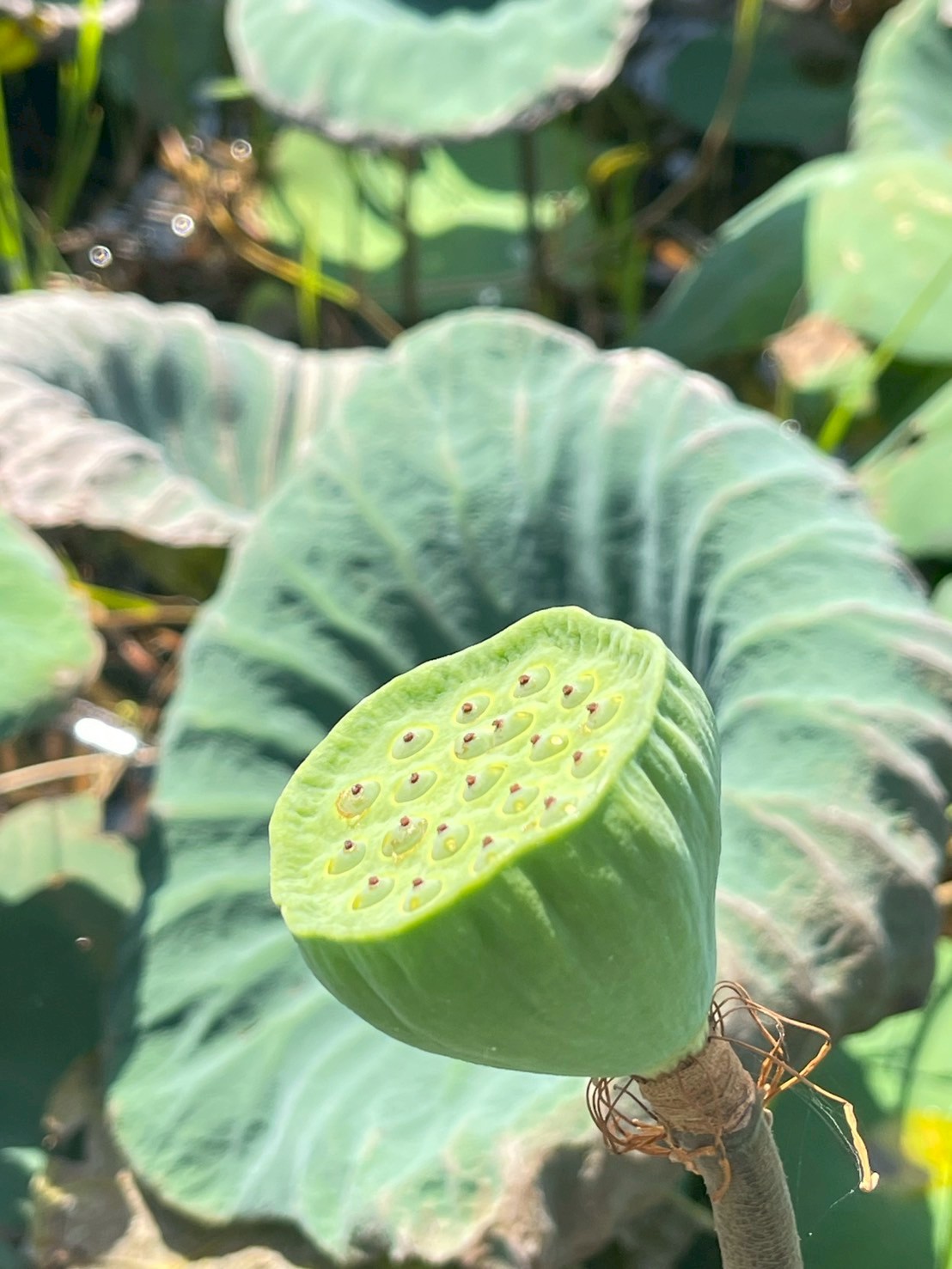 บัวหลวง