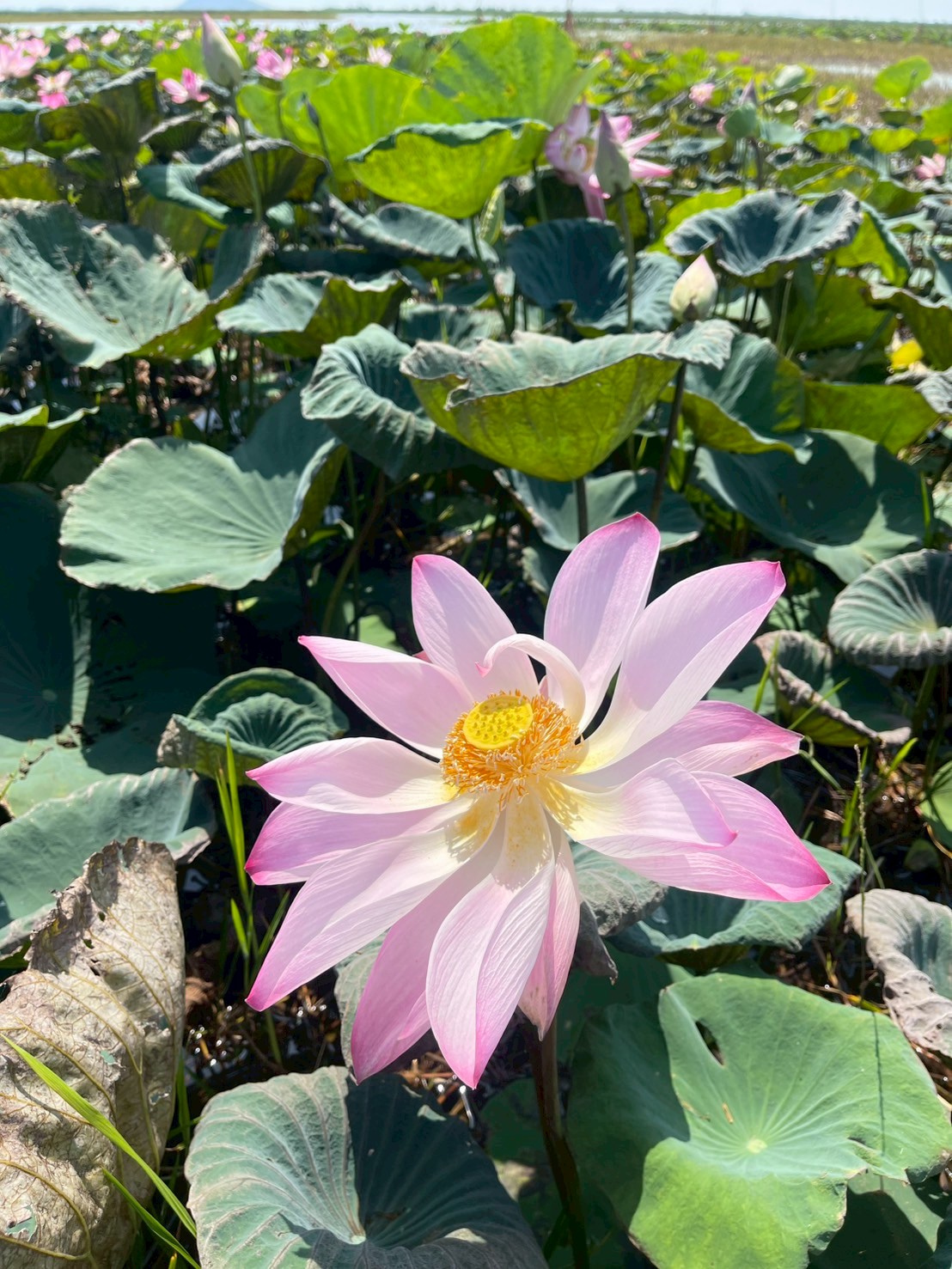 บัวหลวง