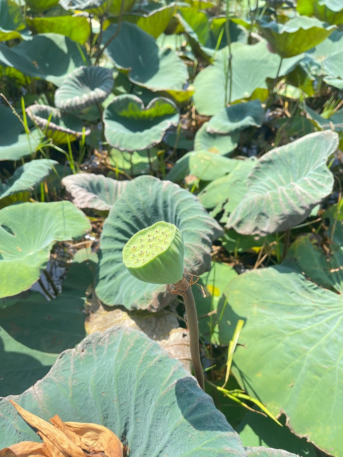 บัวหลวง