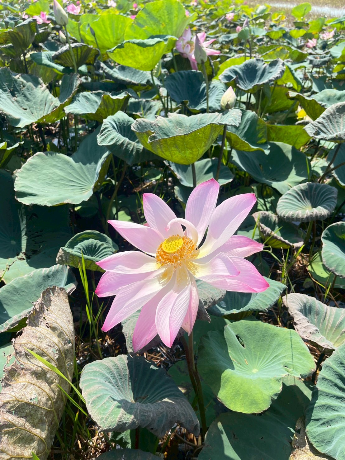 บัวหลวง