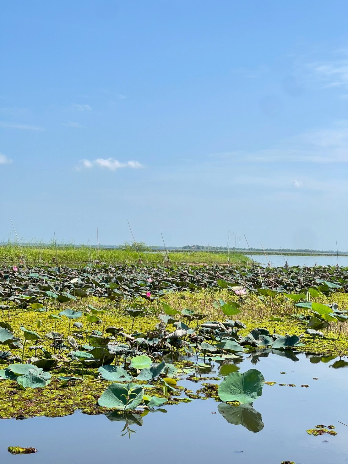 บัวหลวง