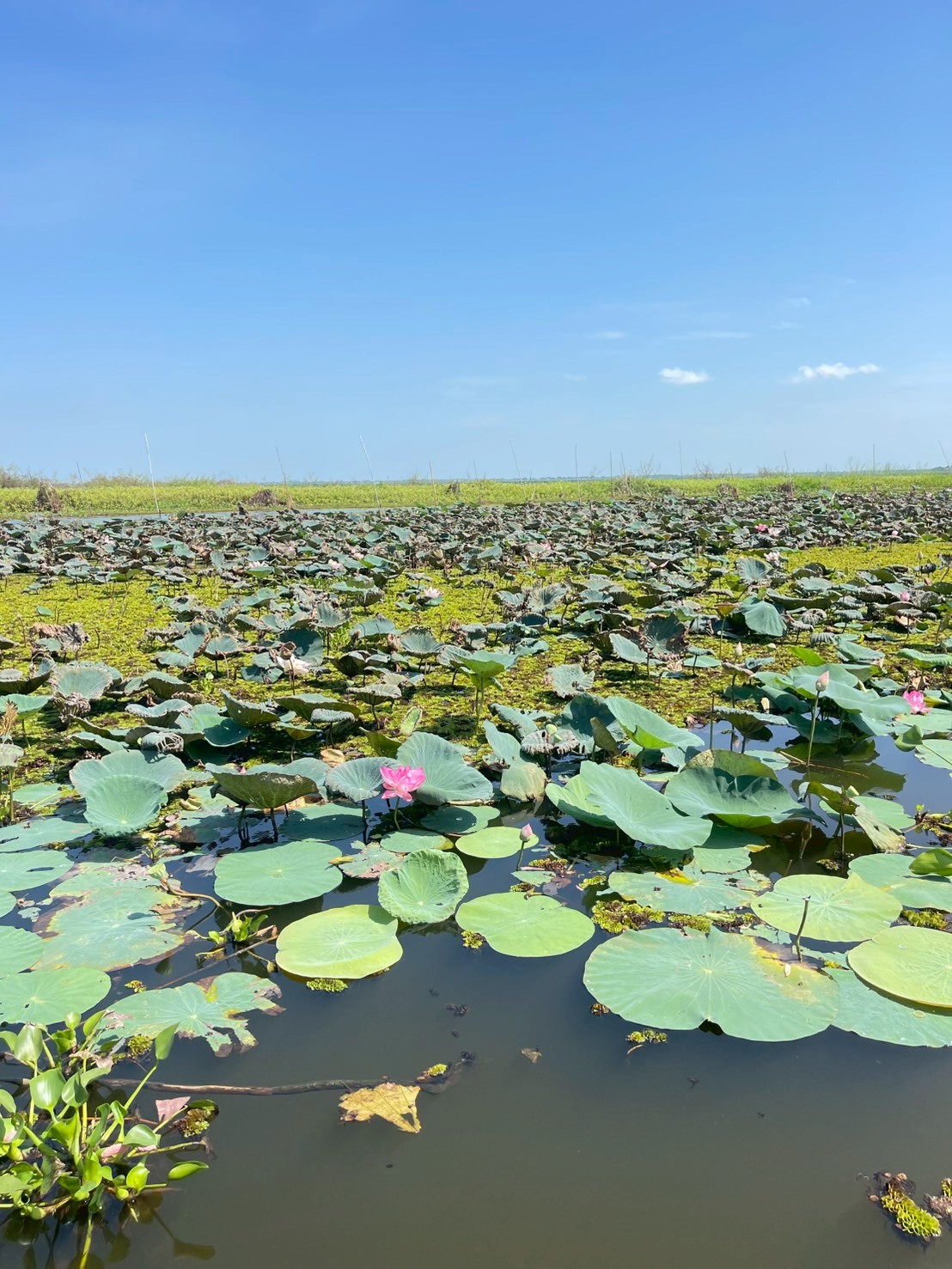 บัวหลวง