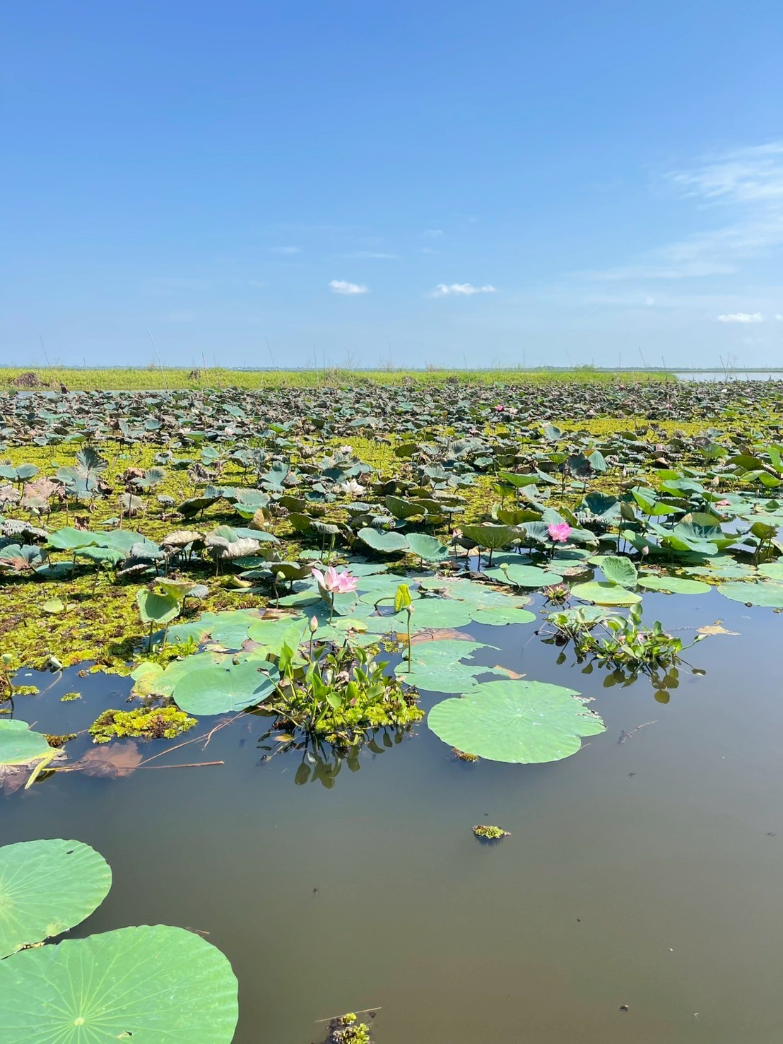 บัวหลวง