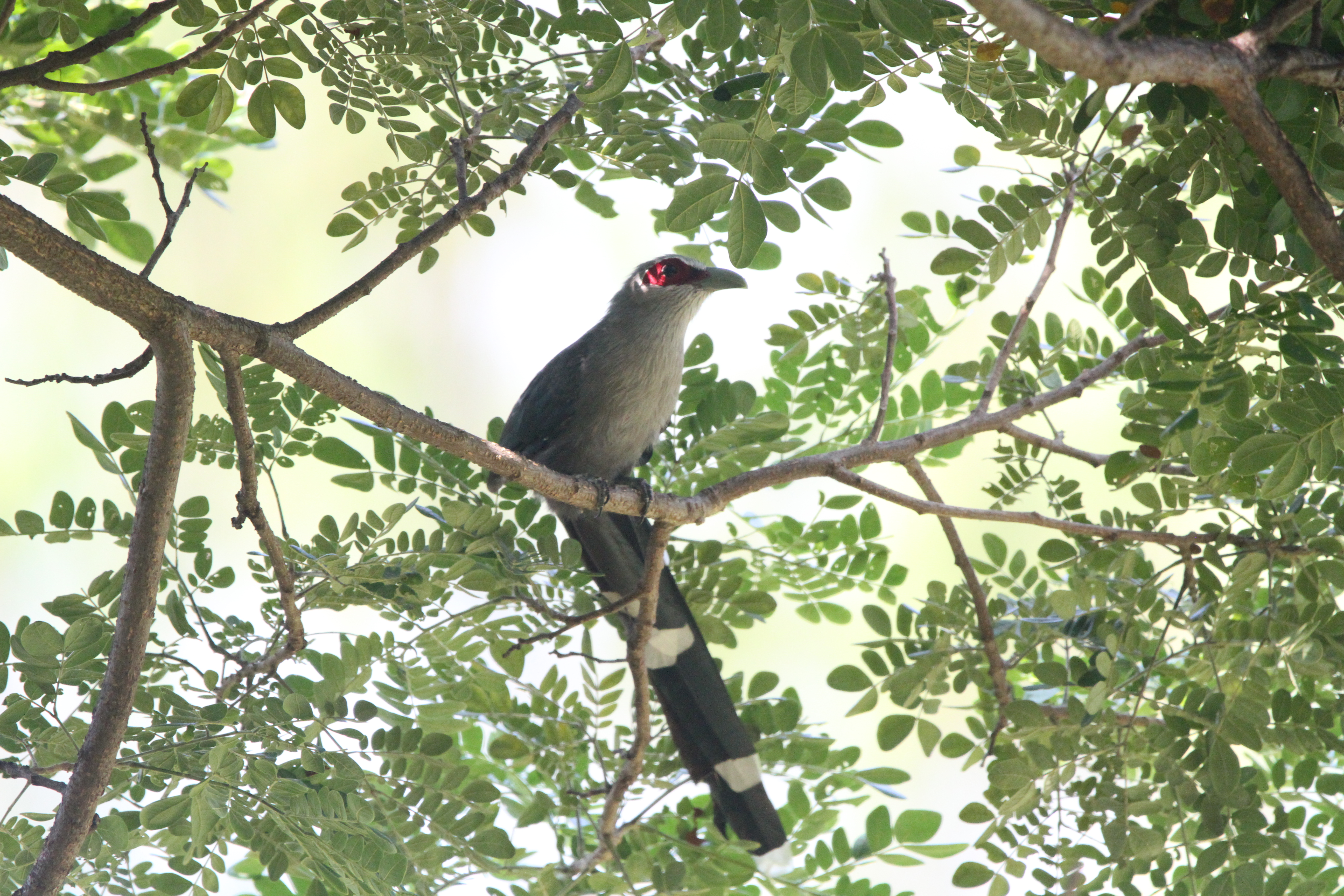นกบั้งรอกใหญ่