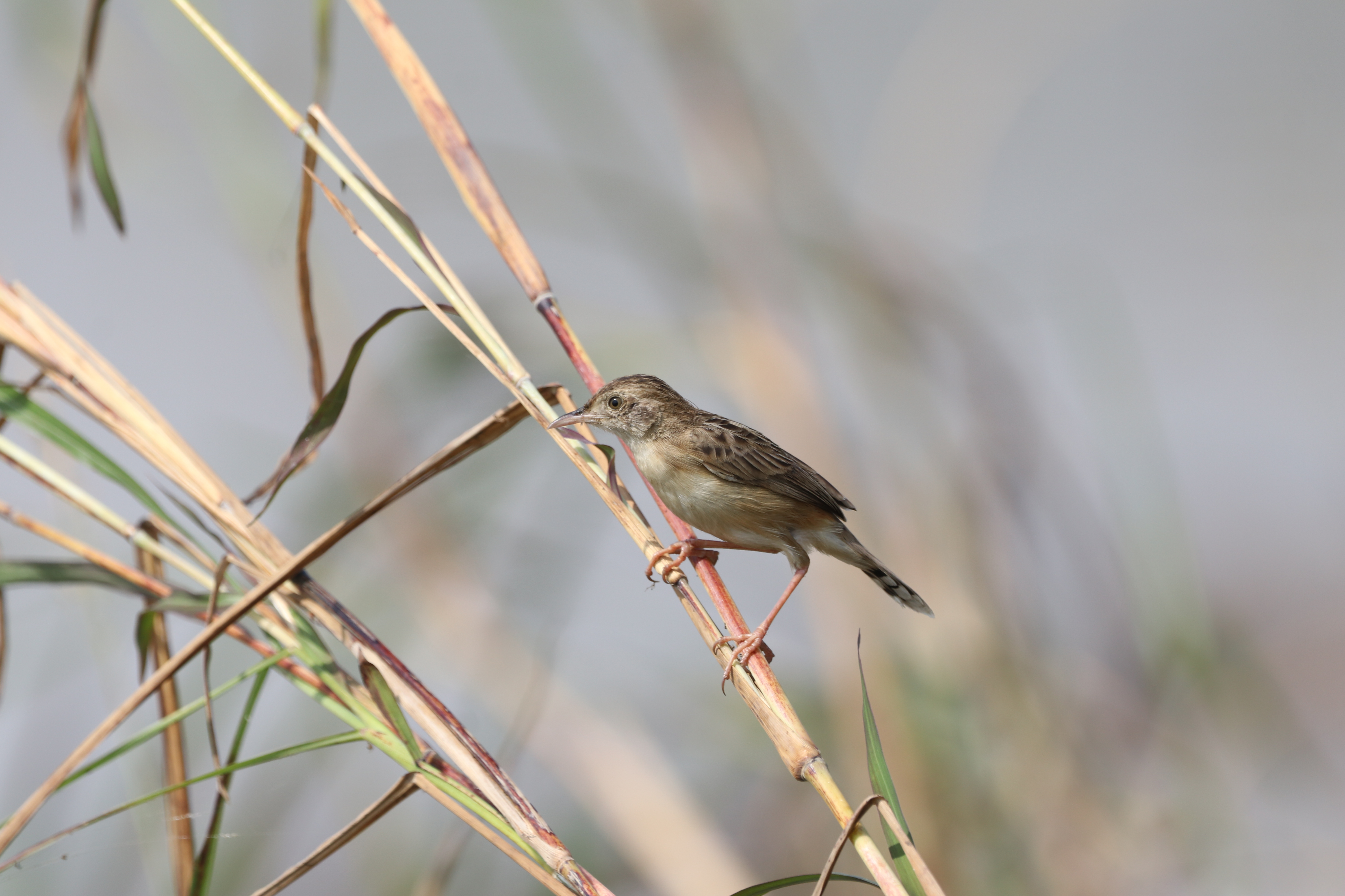 นกยอดข้าวหางแพนลาย