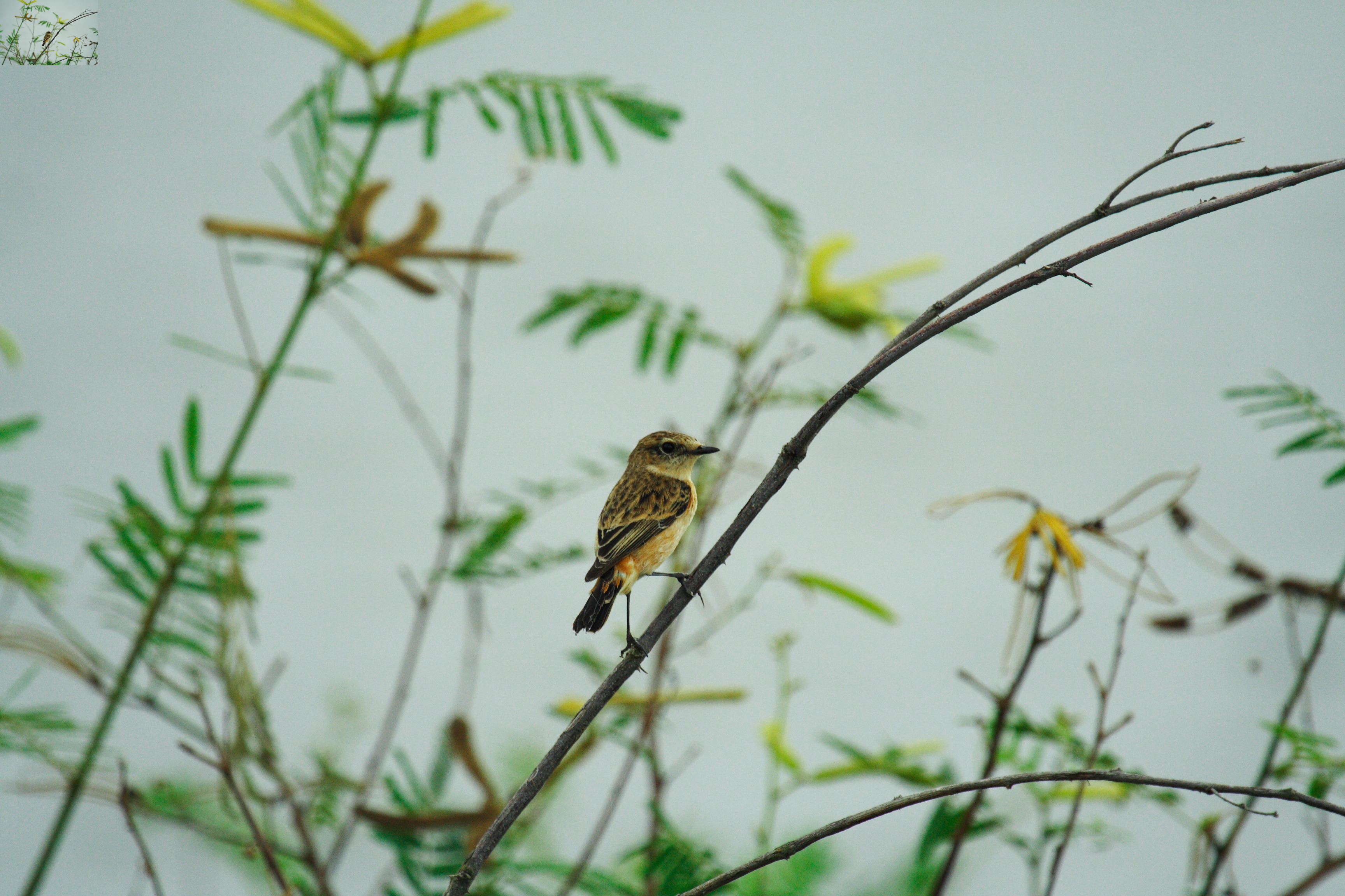 นกยอดหญ้าหัวดำ