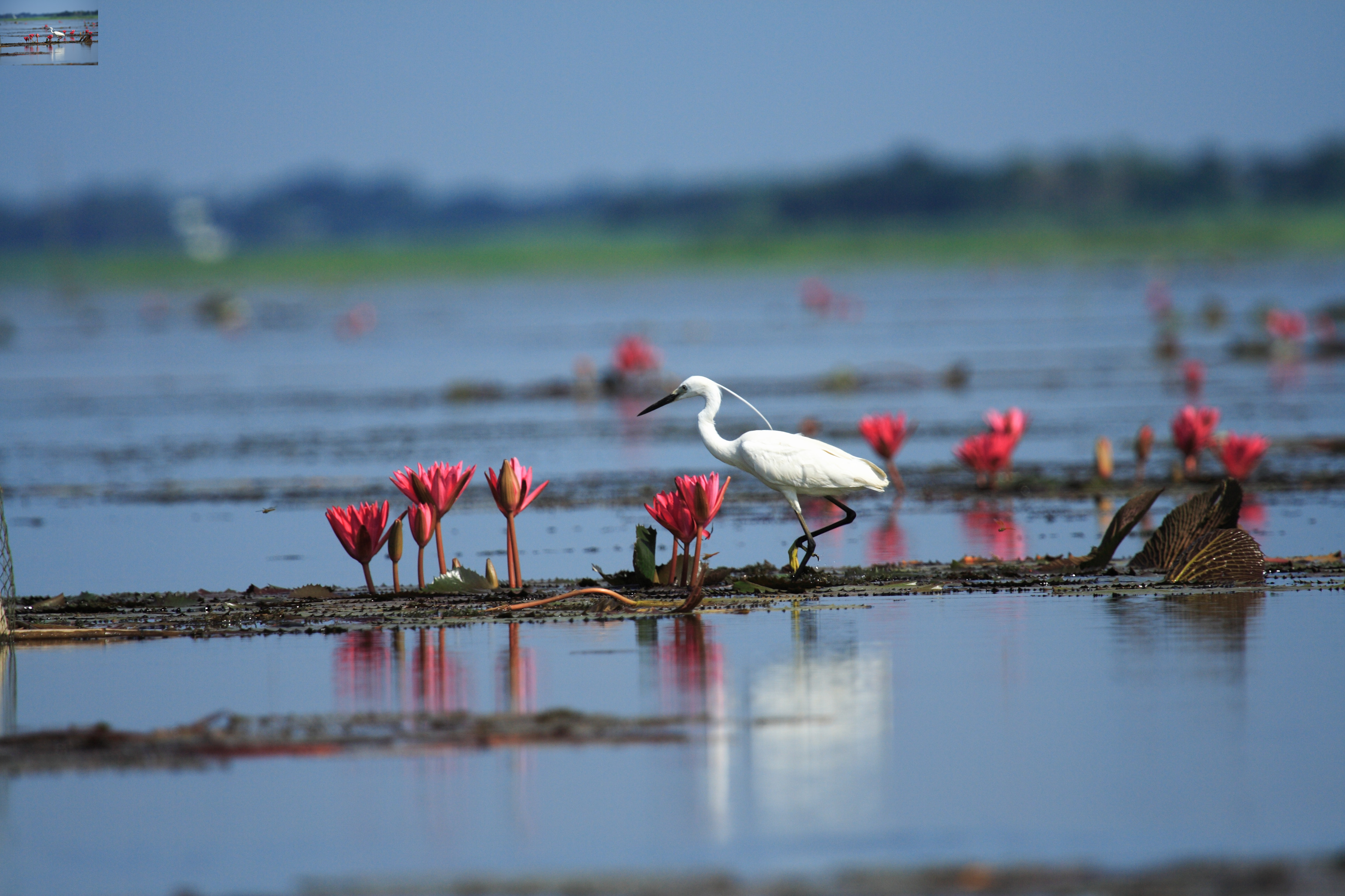 นกยางเปีย