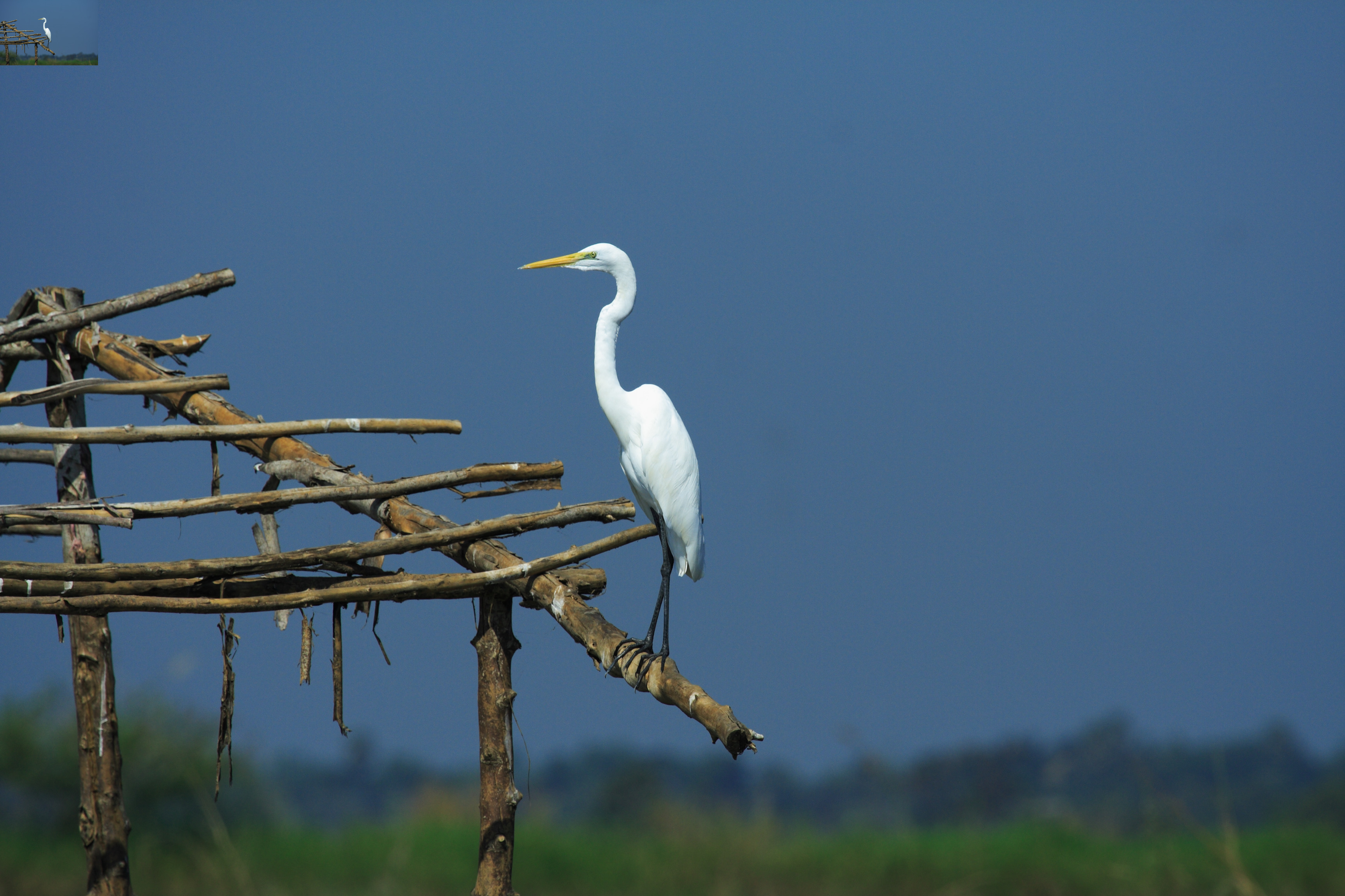 นกยางโทนใหญ่