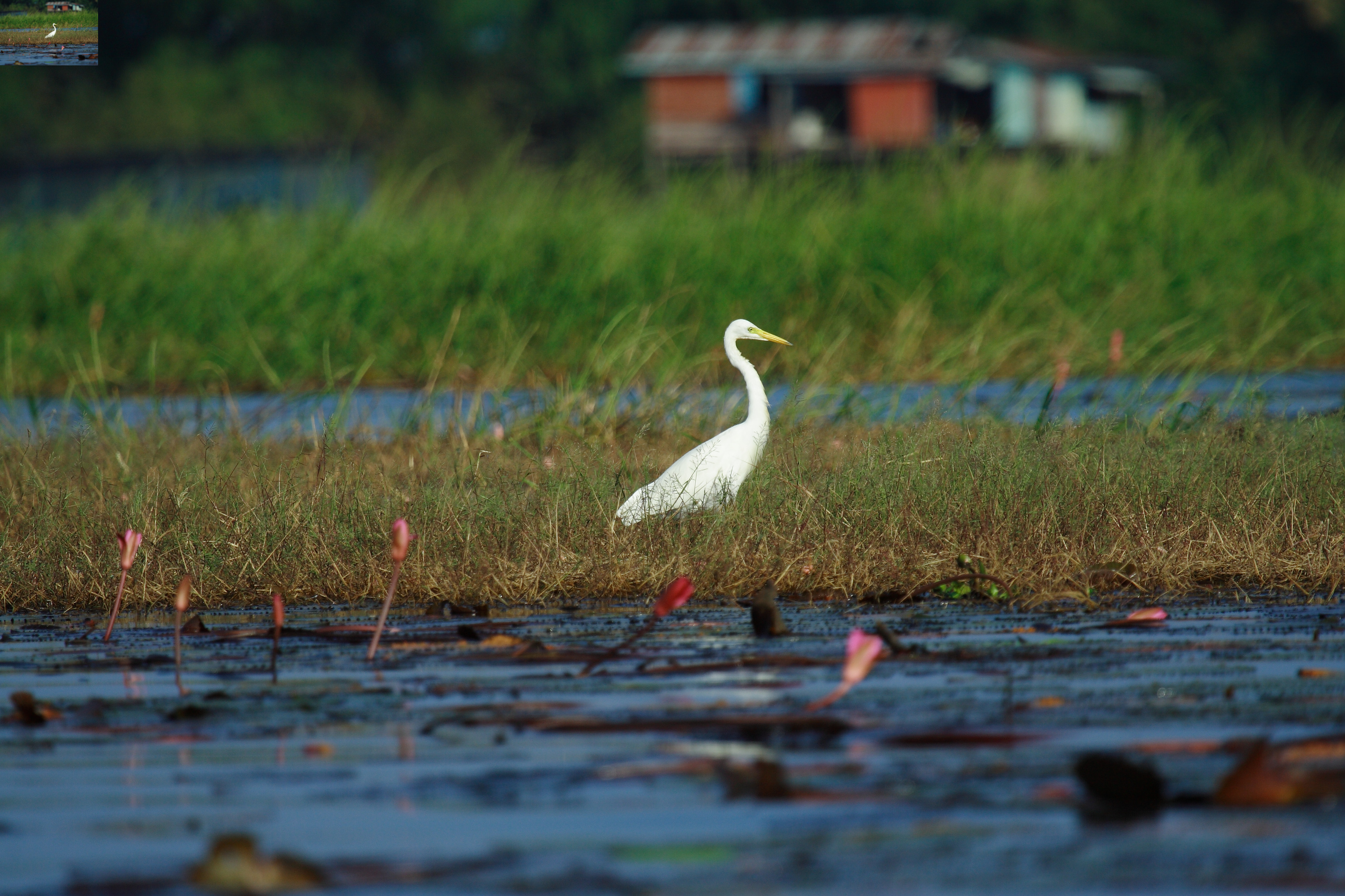 นกยางโทนน้อย
