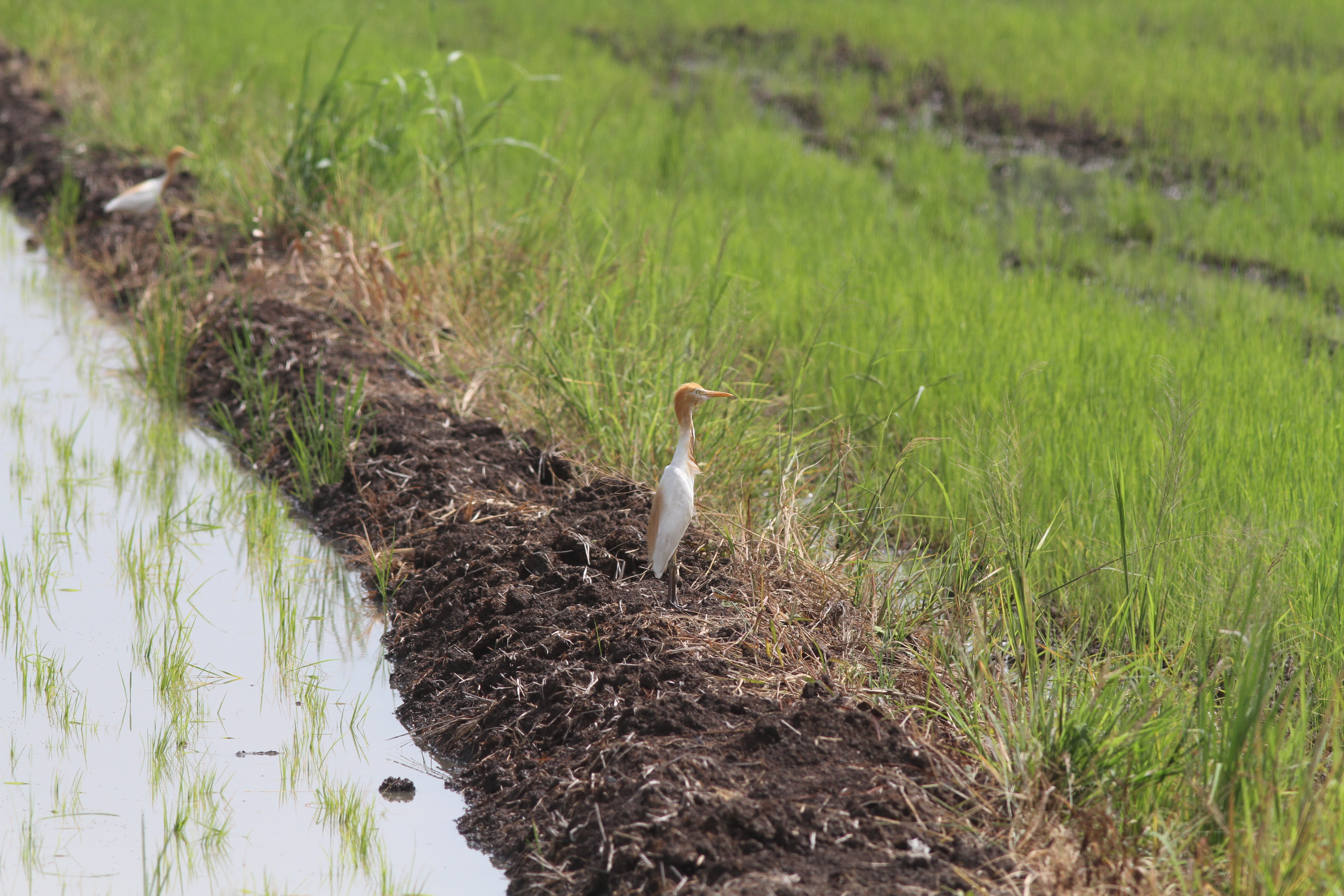 นกยางควาย