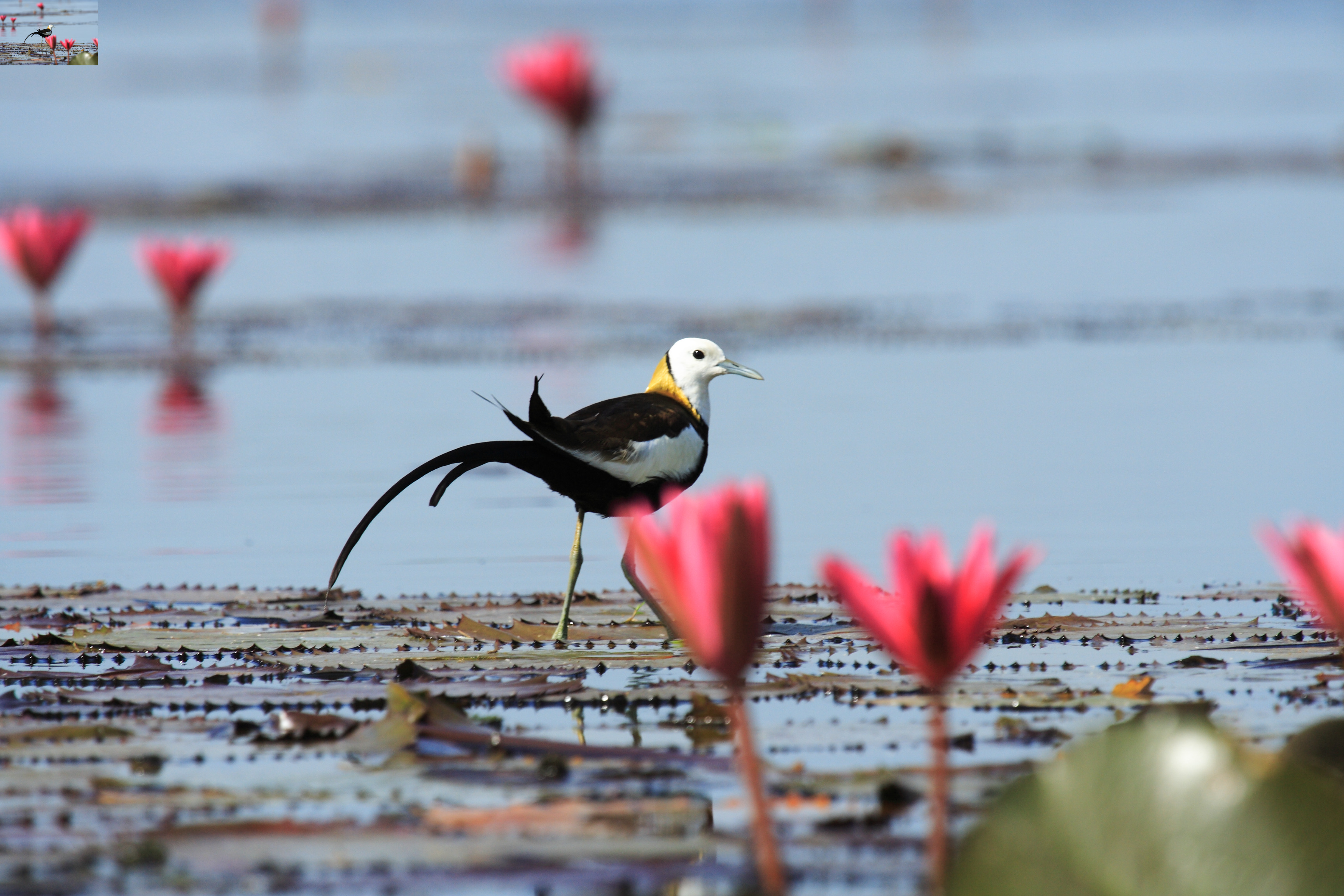 นกอีแจว