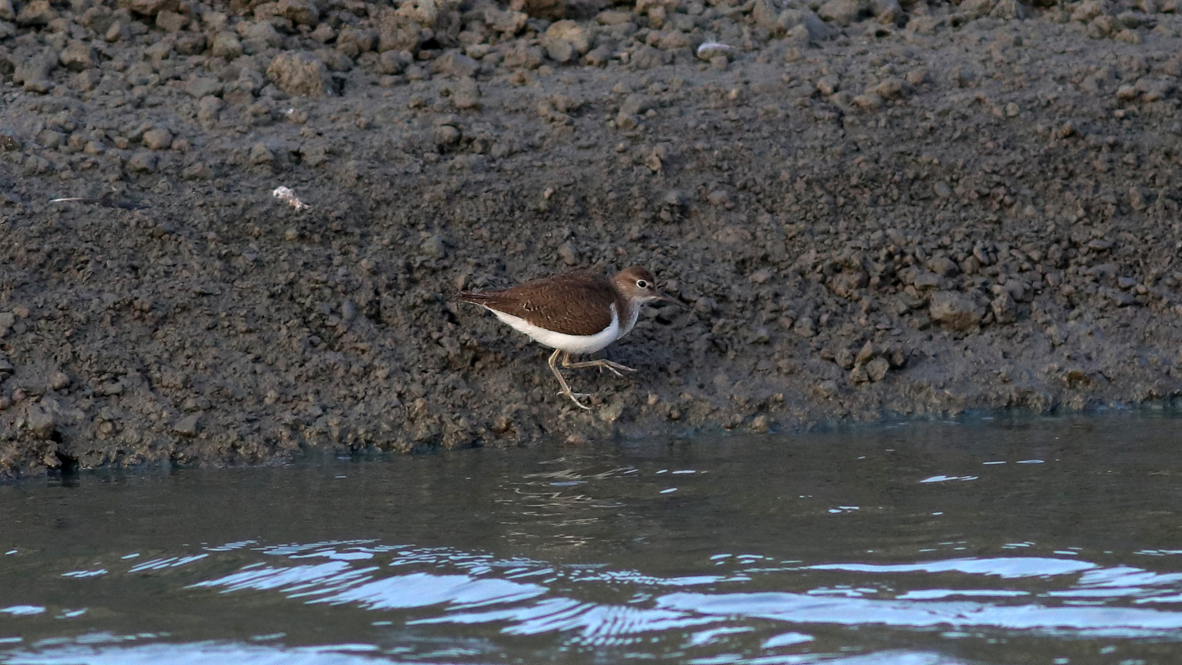 นกเด้าดิน