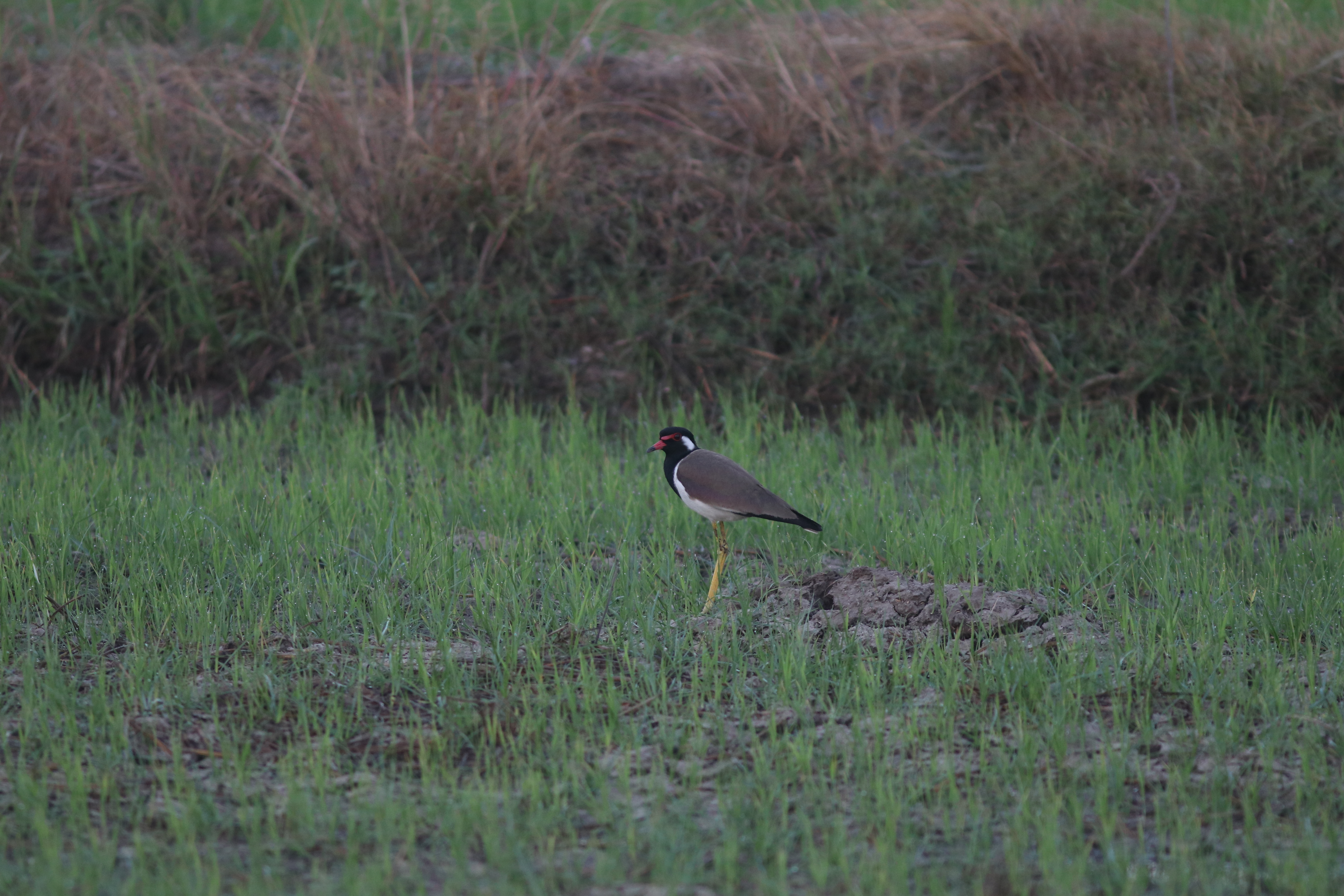 นกกระแตแต้แว้ด / Red-wattled Lapwing