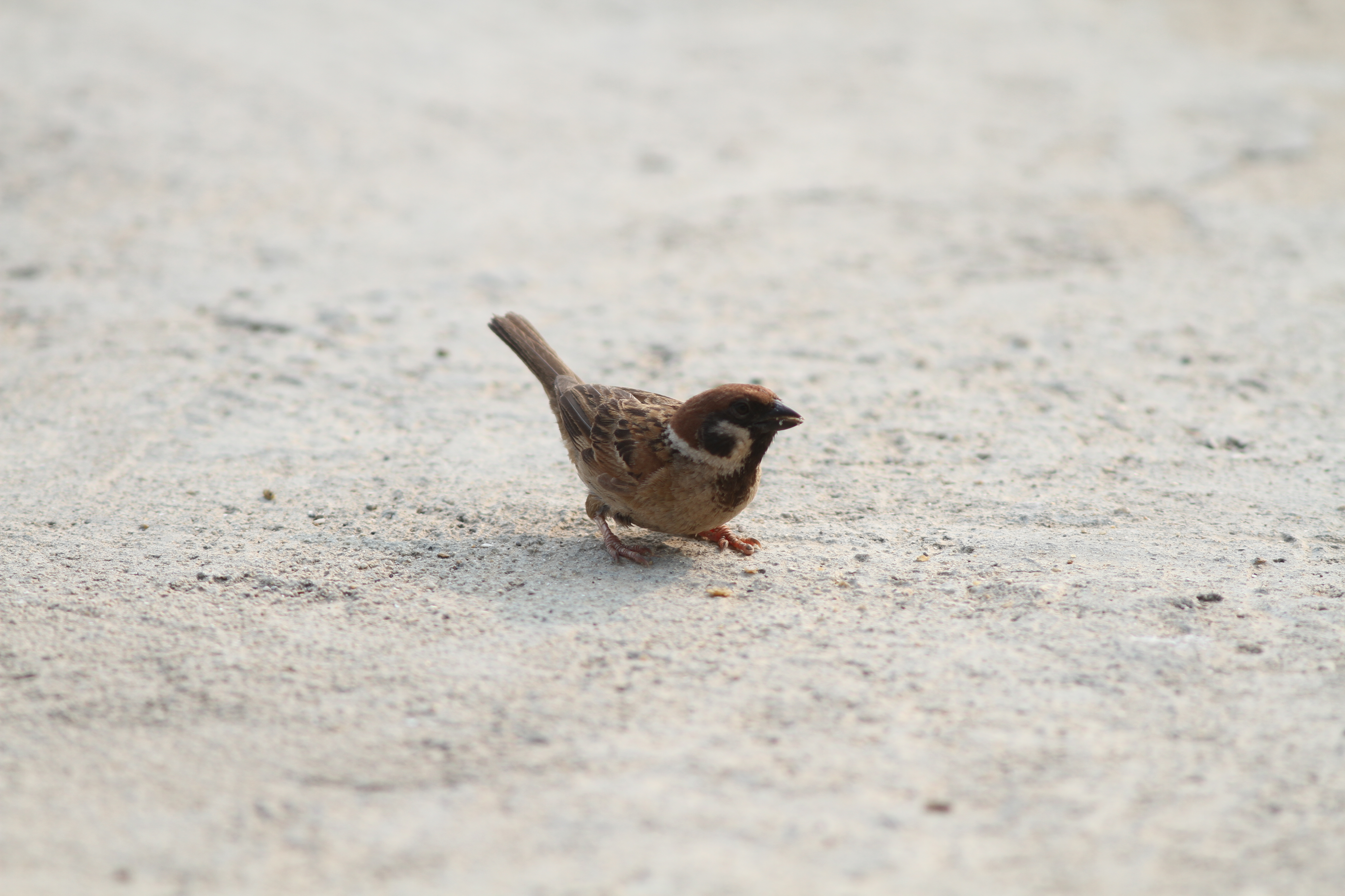 นกกระจอกบ้าน / Eurasian Tree Sparrow