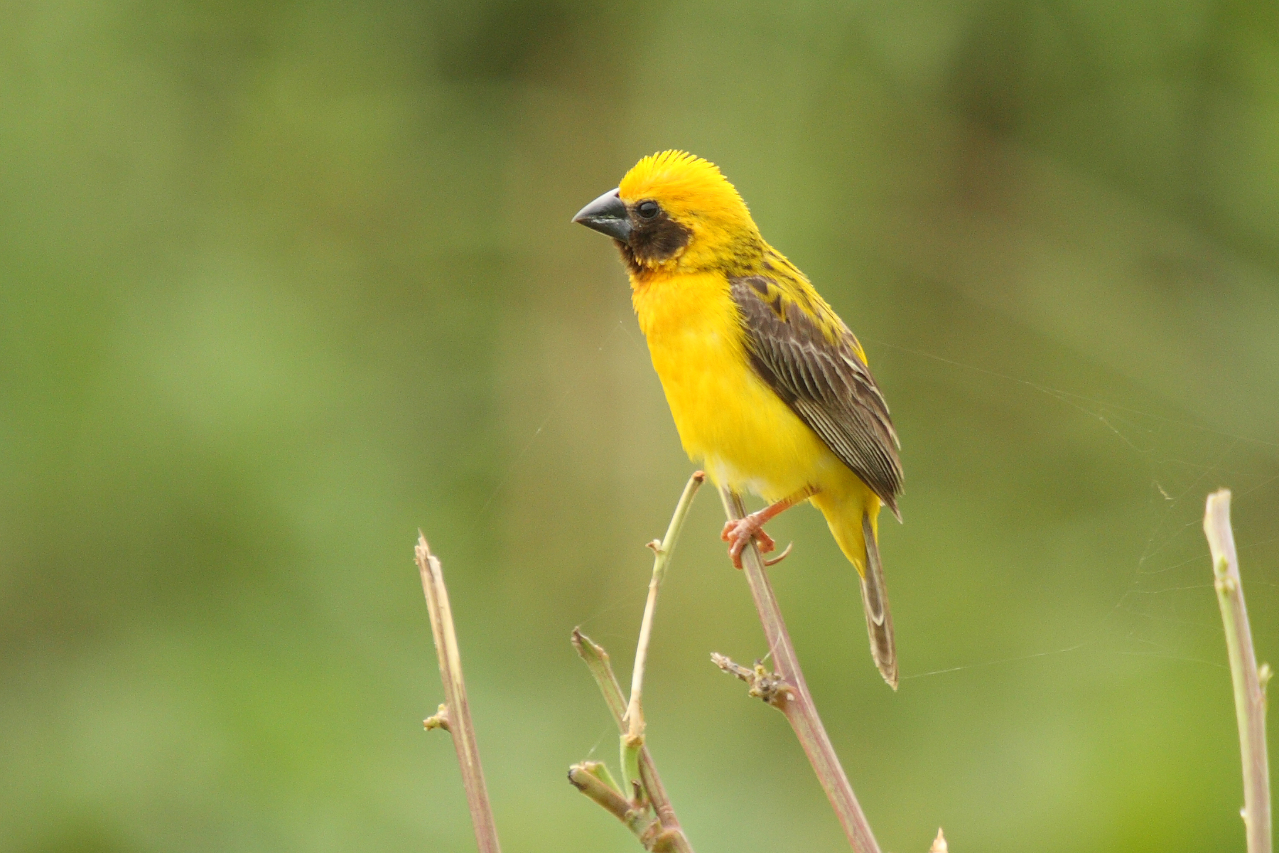 นกกระจาบทอง / Asian Golden Weaver