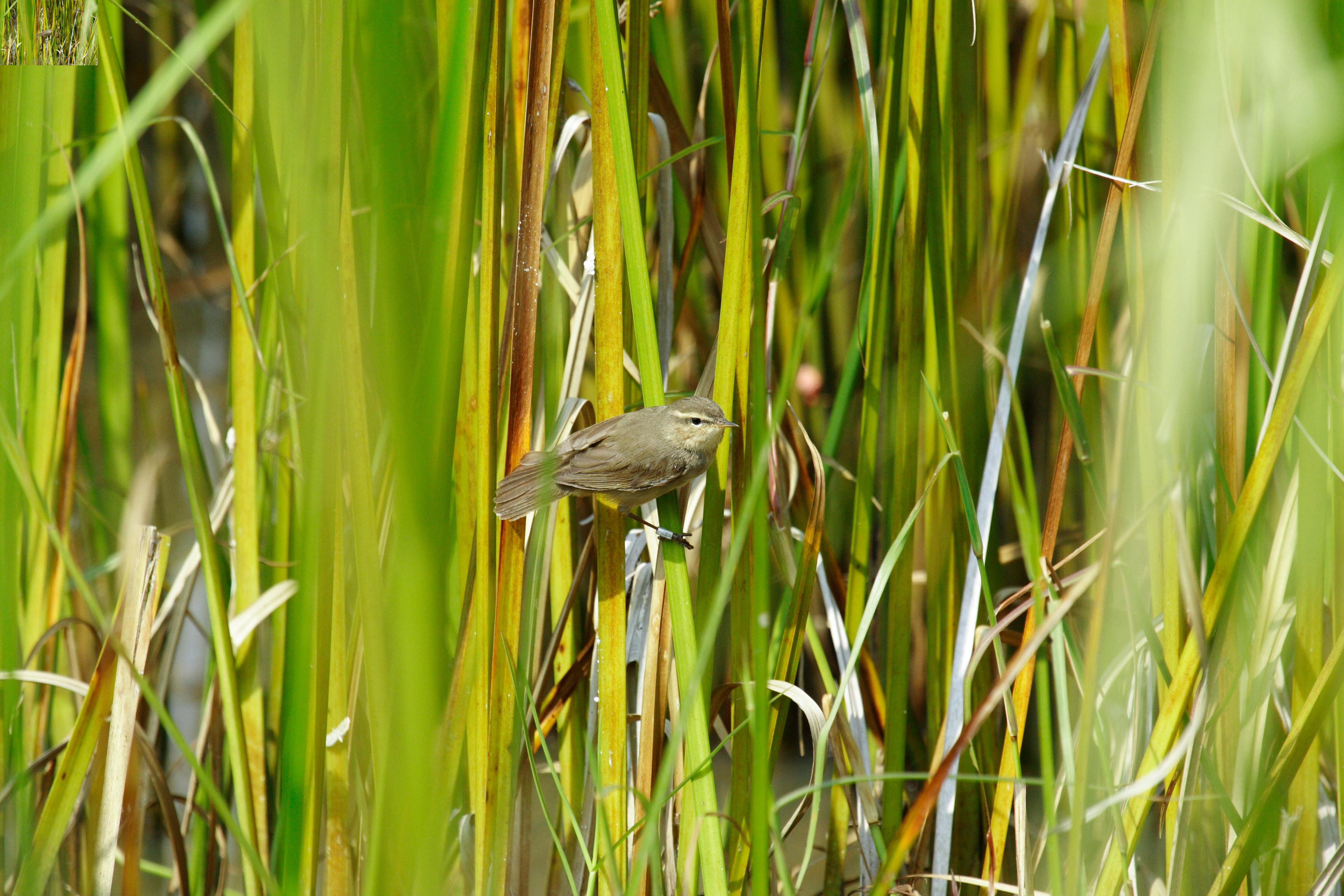 นกกระจิ๊ดสีคล้ำ / Dusky Warbler