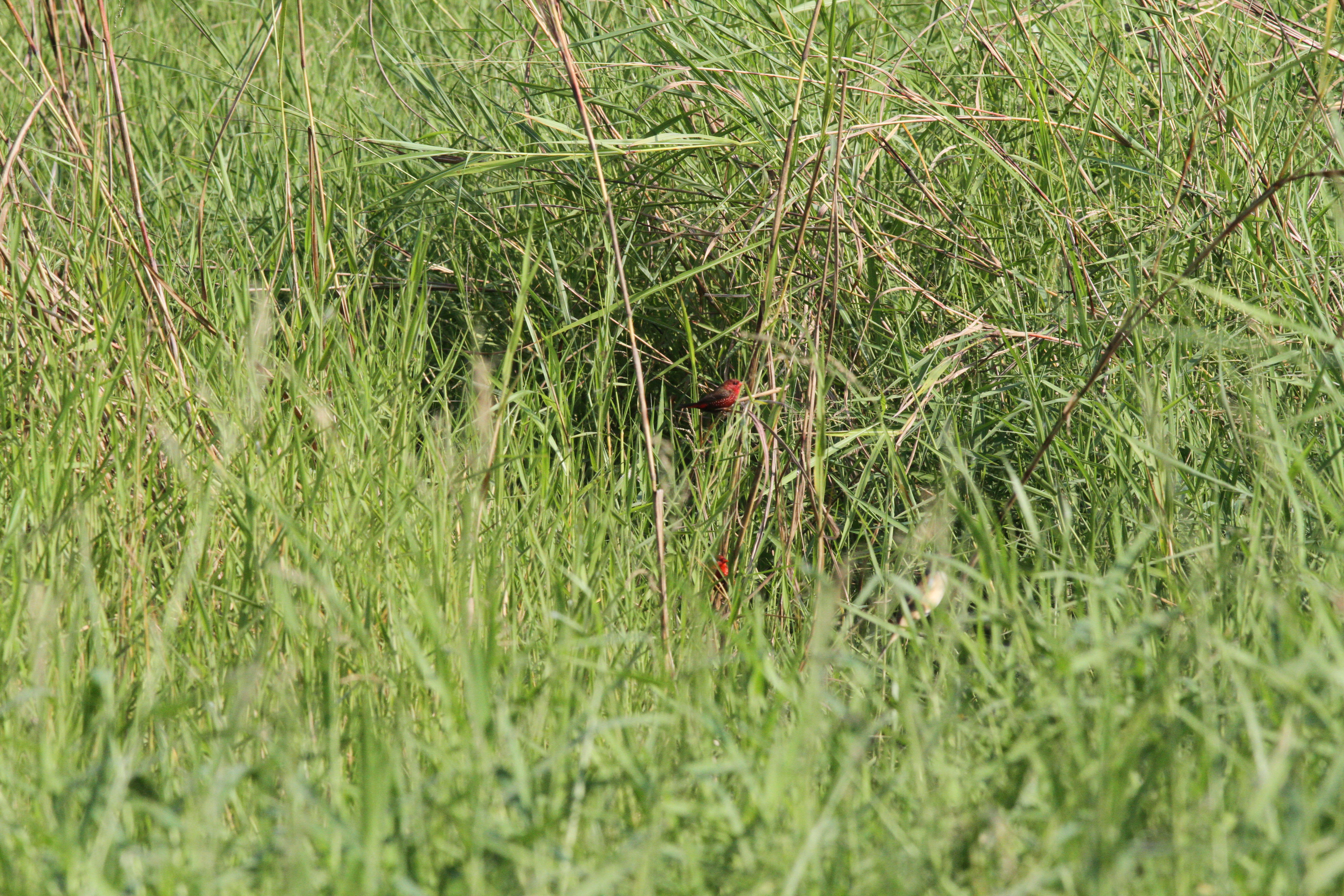 นกกระติ๊ดแดง / Red Avadavat