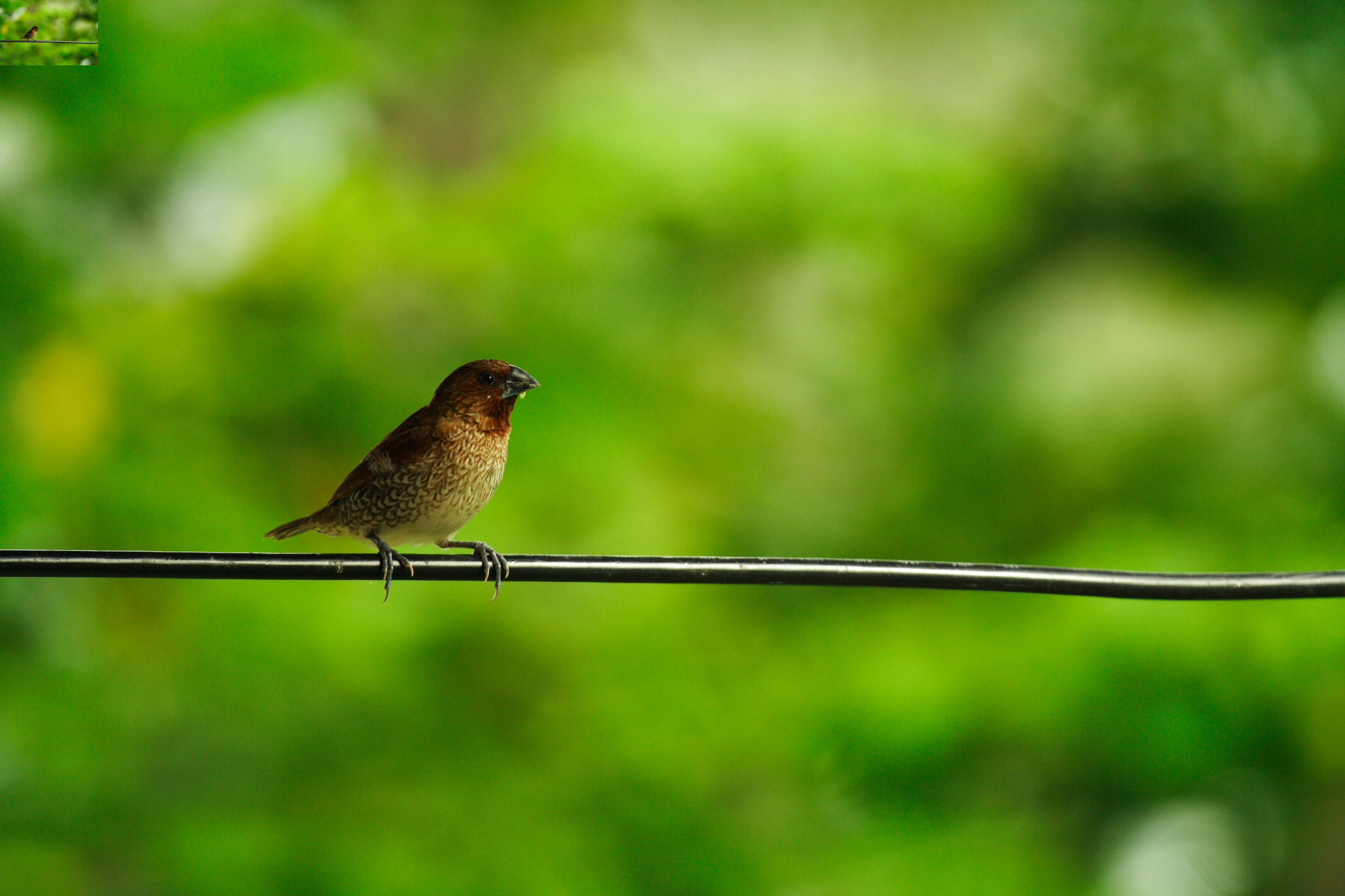 นกกระติ๊ดขี้หมู / Scaly-breasted Munia
