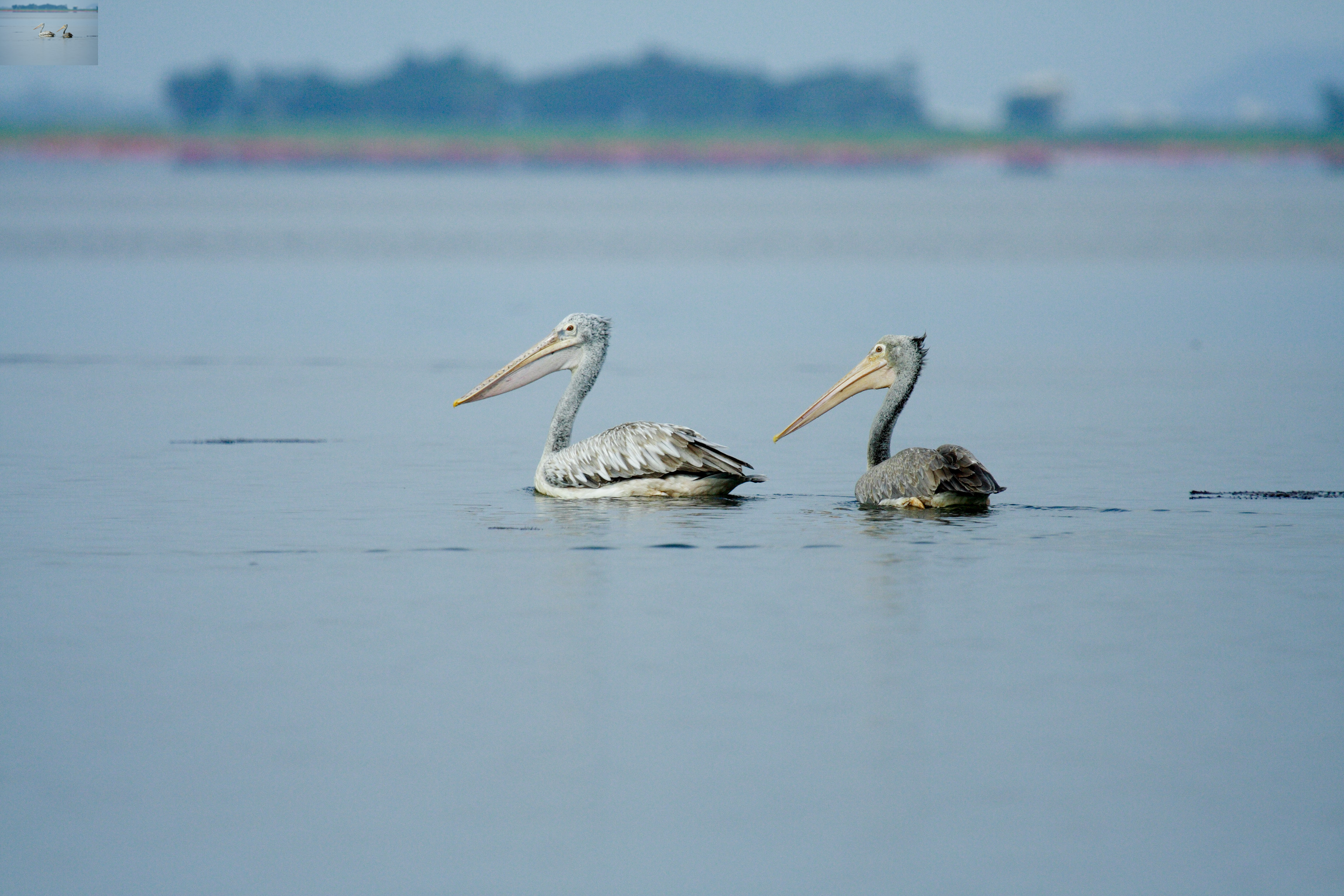 นกกระทุง / Spot-billed Pelican