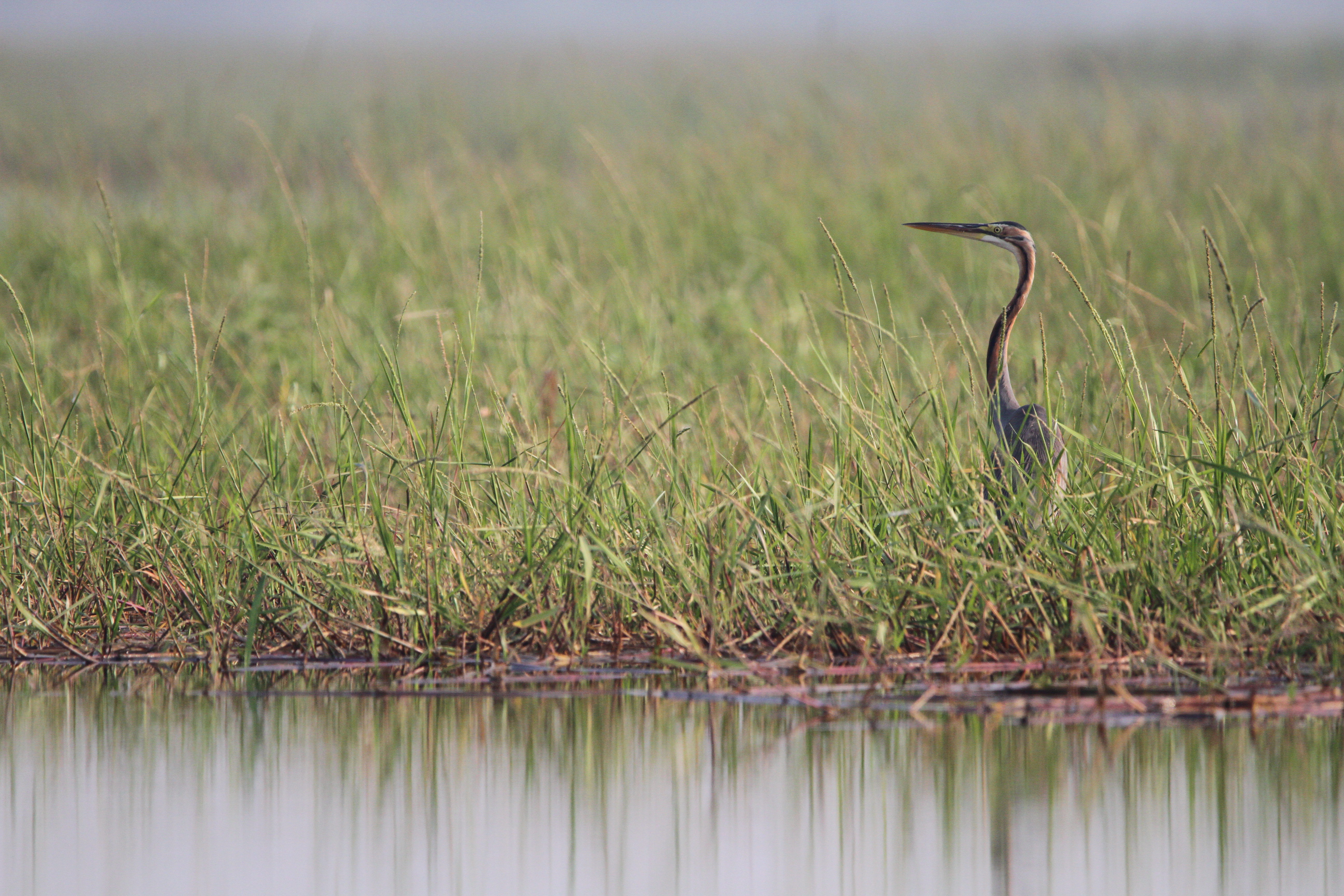นกกระสาแดง / Purple Heron