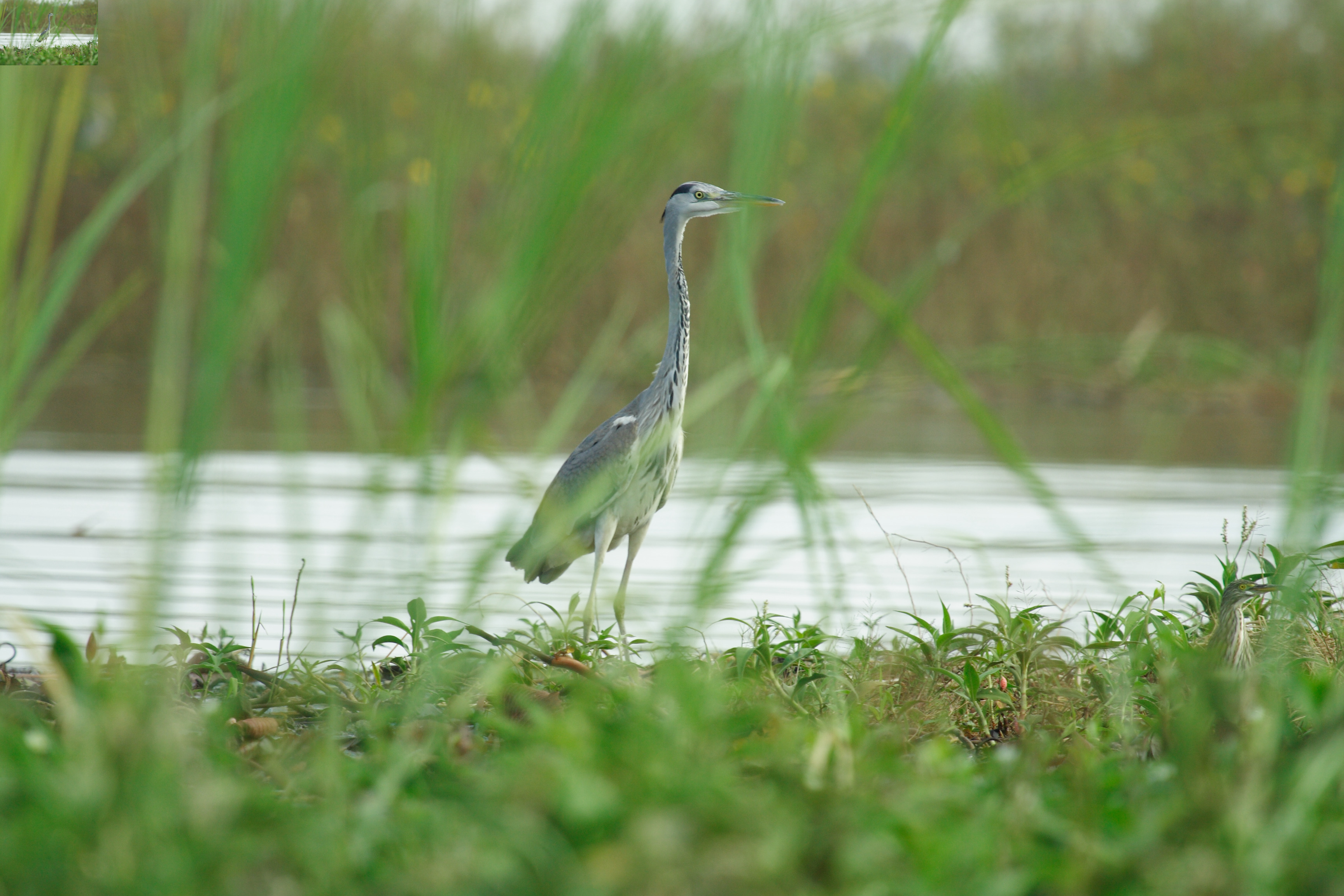 นกกระสานวล / Grey Heron