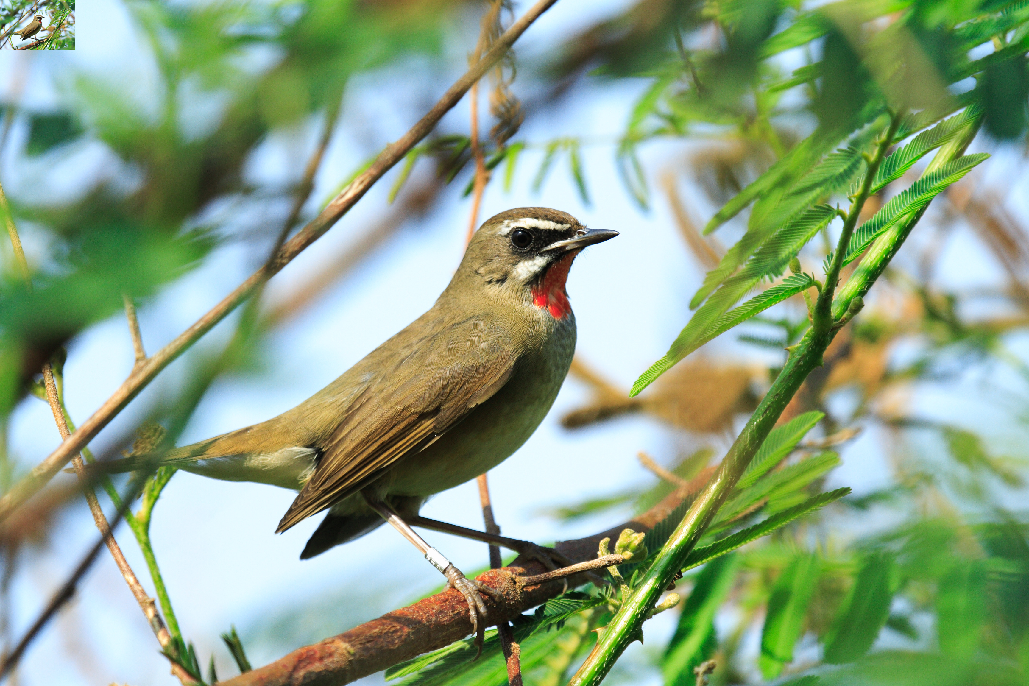 นกคอทับทิม