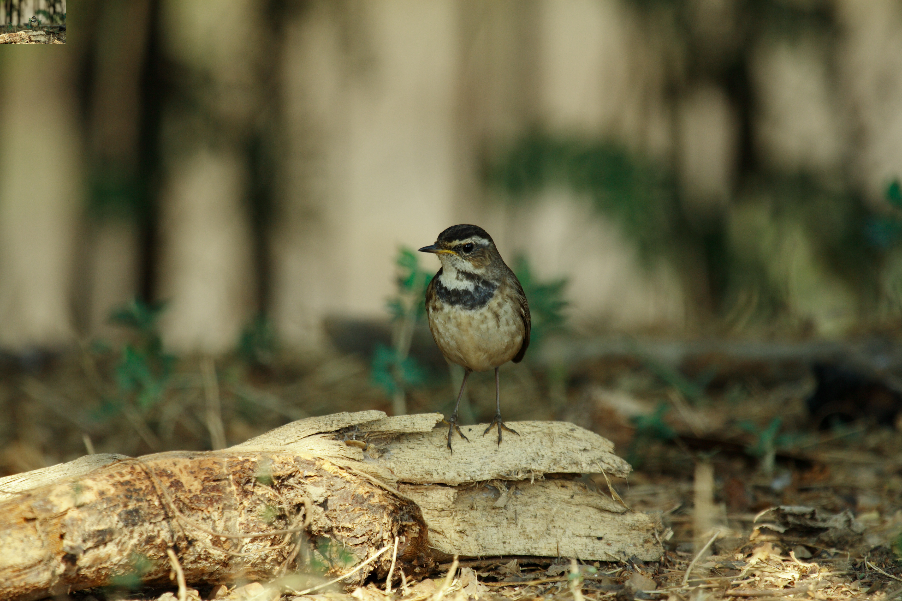 นกคอมรกต