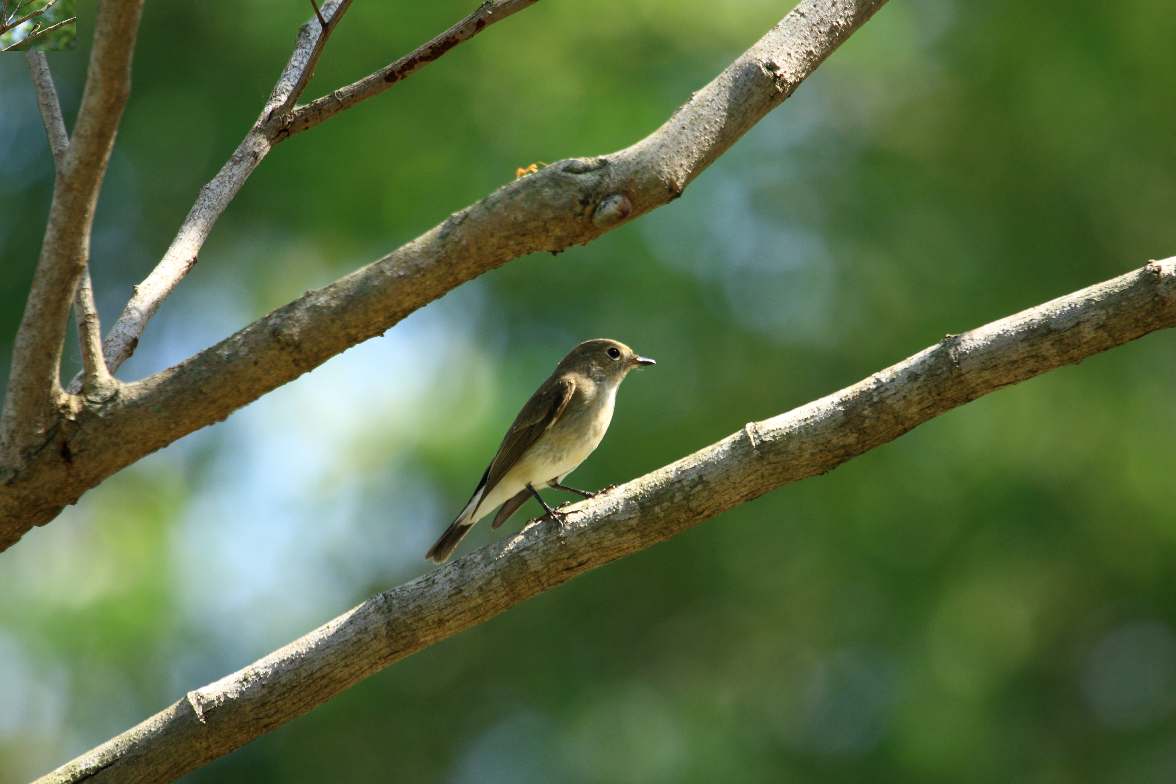 นกจับแมลงคอแดง